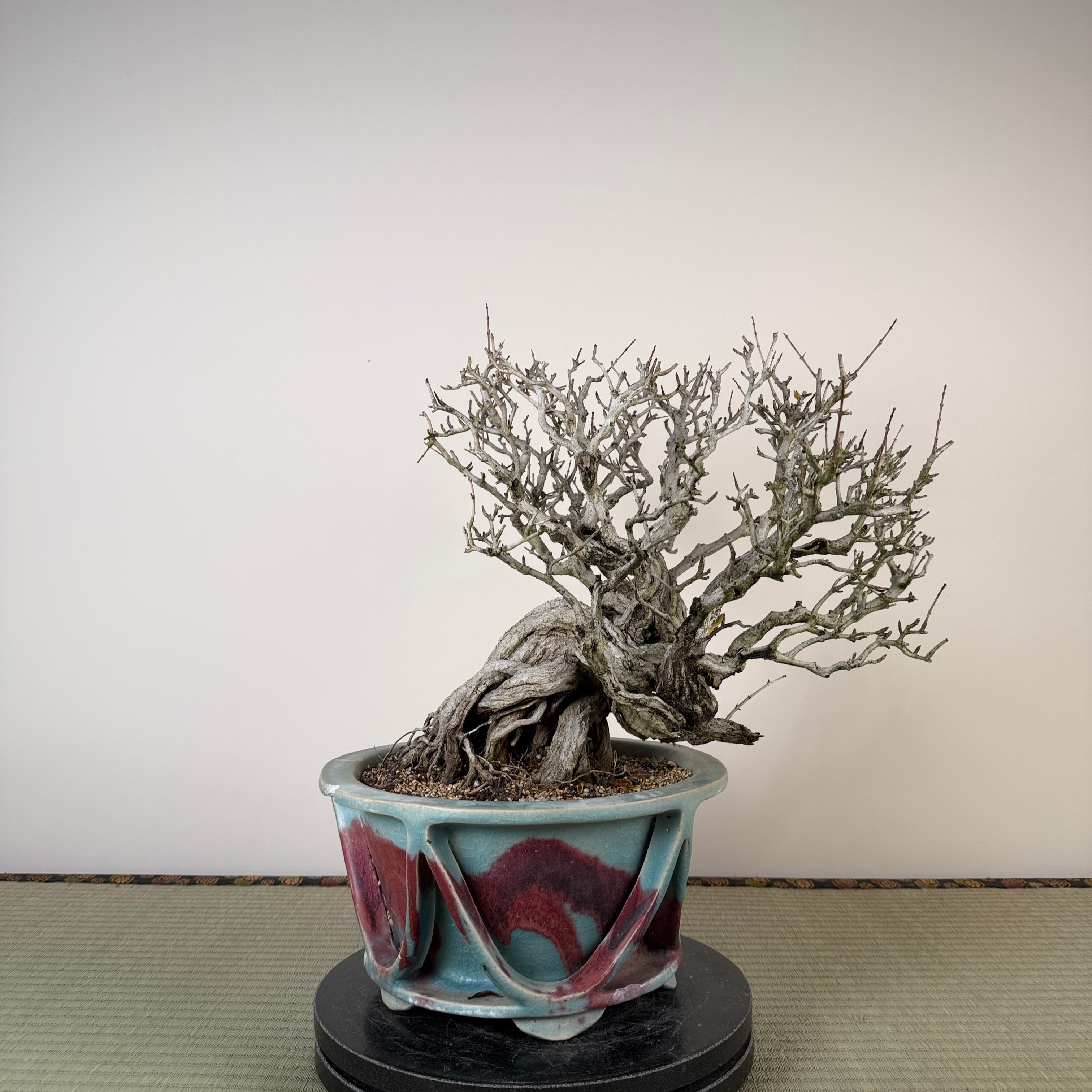 Punica granatum 25e anniversaire Gafu-ten