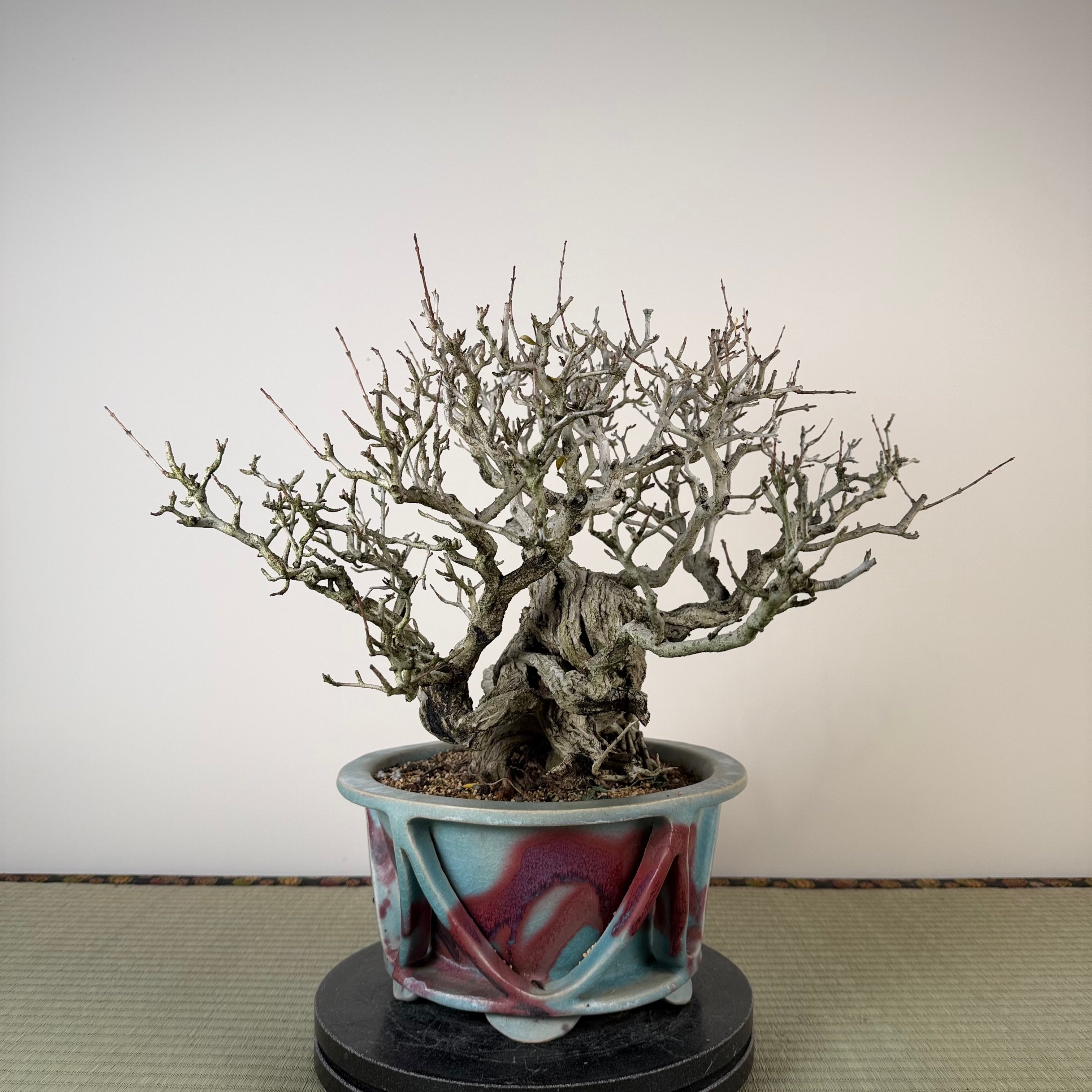 Punica granatum 25e anniversaire Gafu-ten