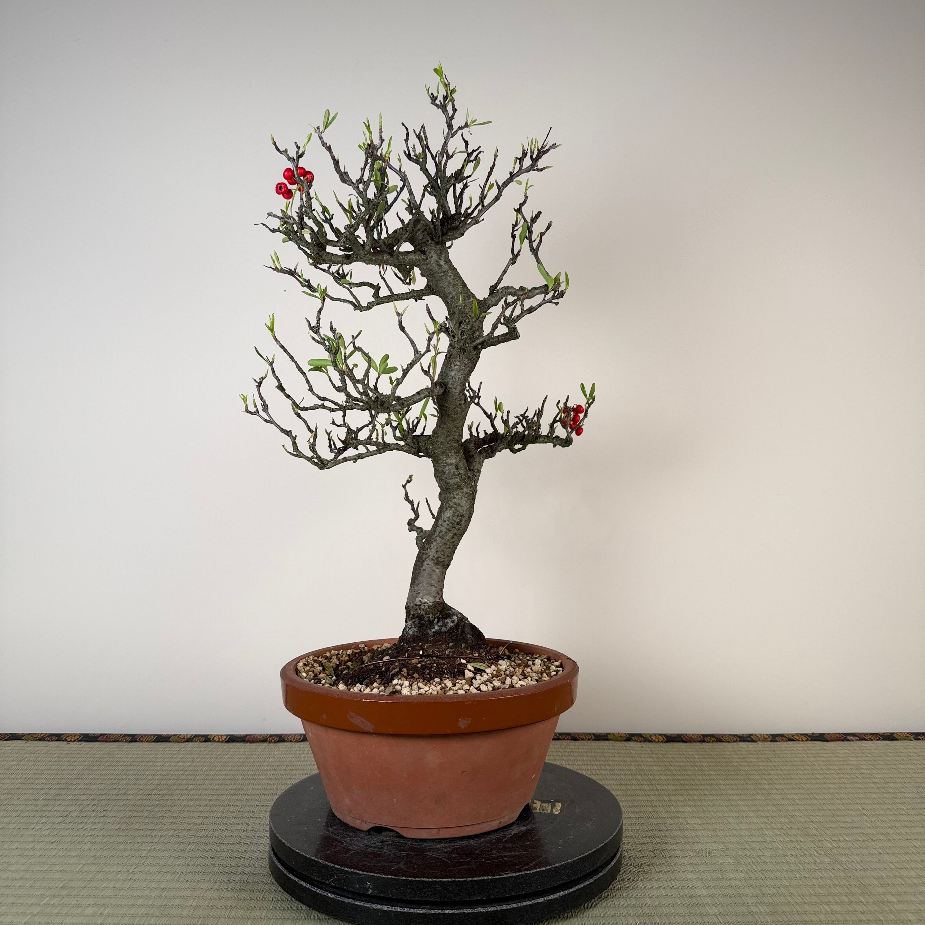 Pyracantha angustifolia