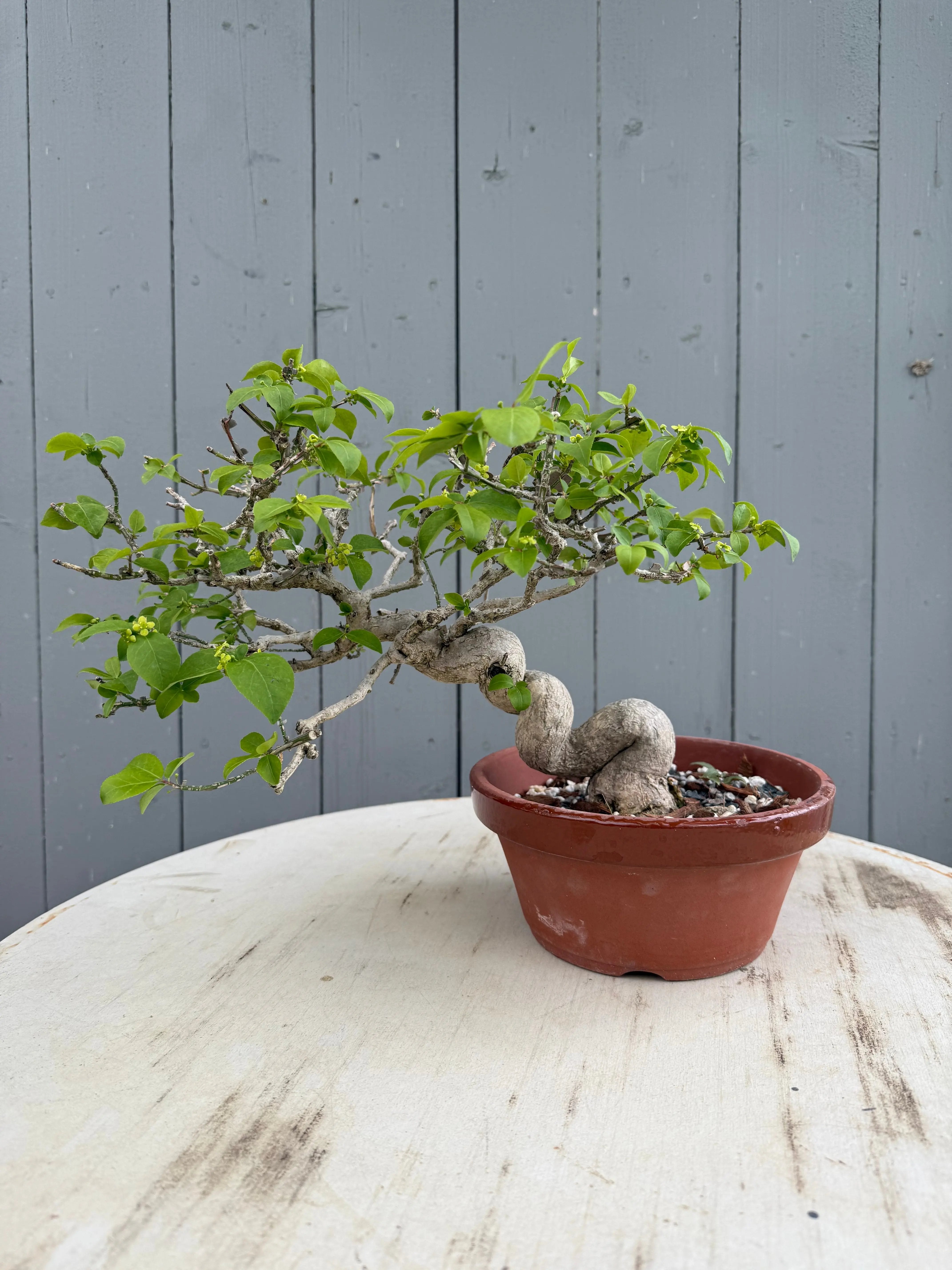 Euonymus Canada Bonsai