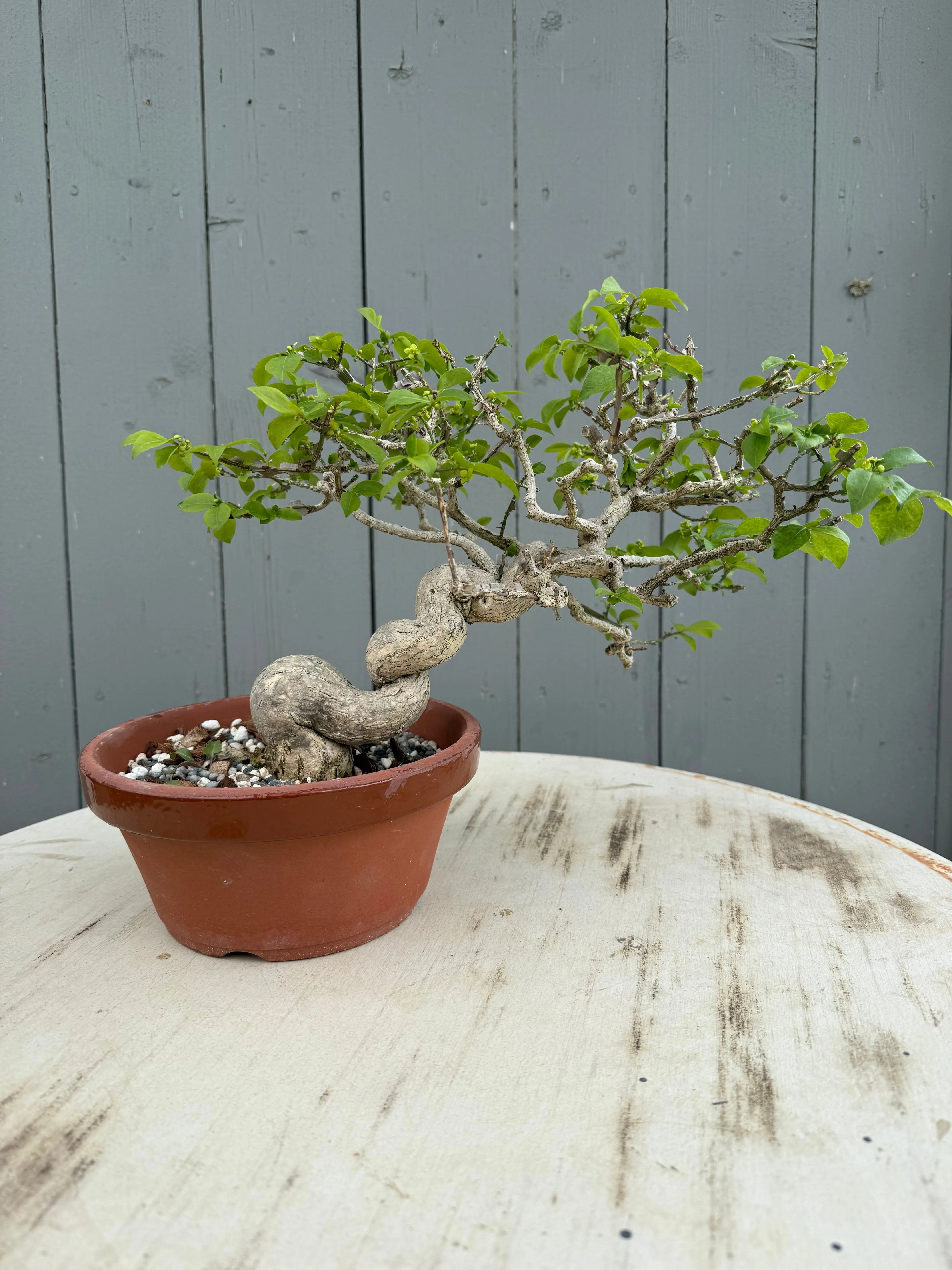 Euonymus Canada Bonsai
