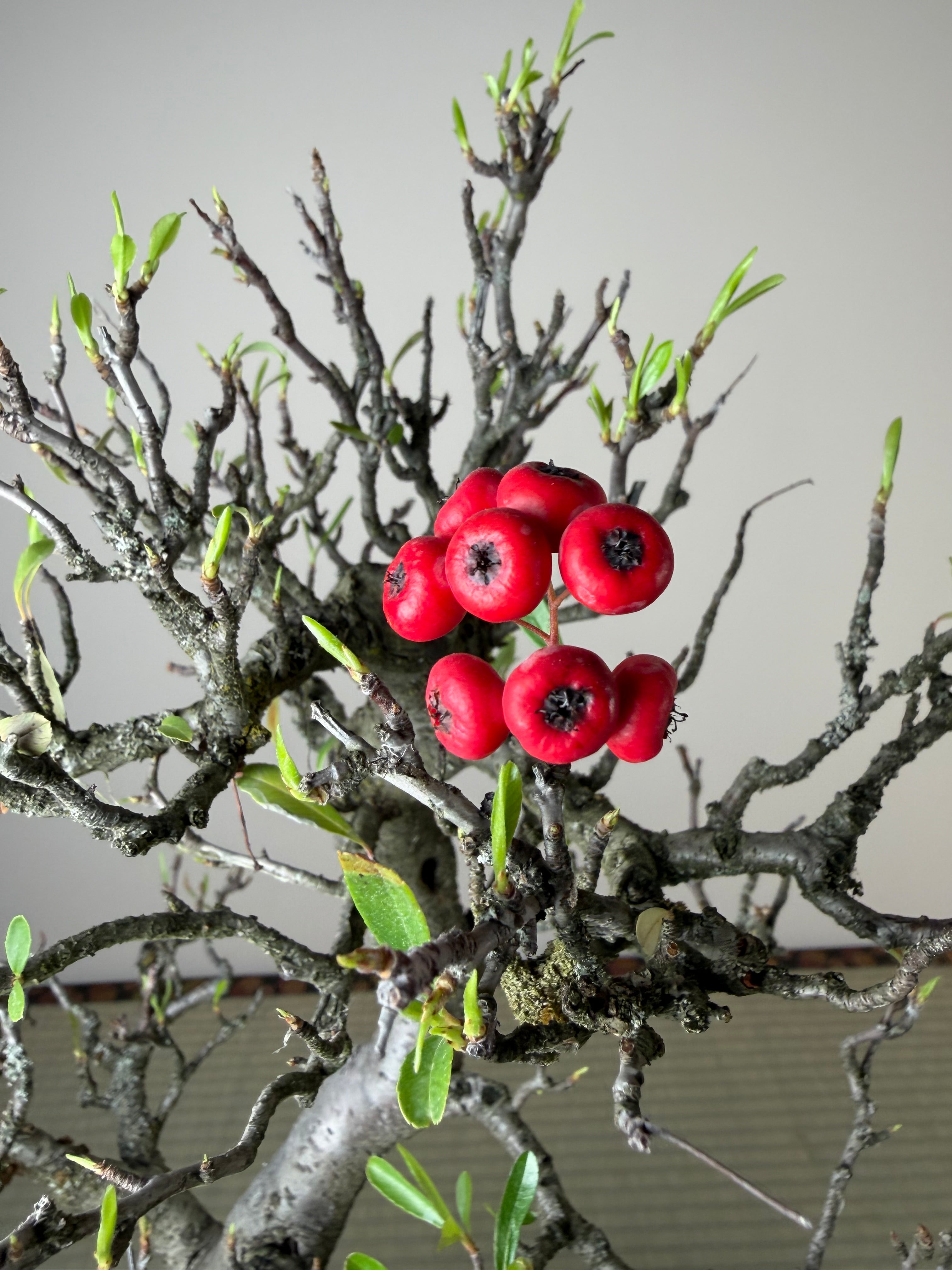 Pyracantha angustifolia