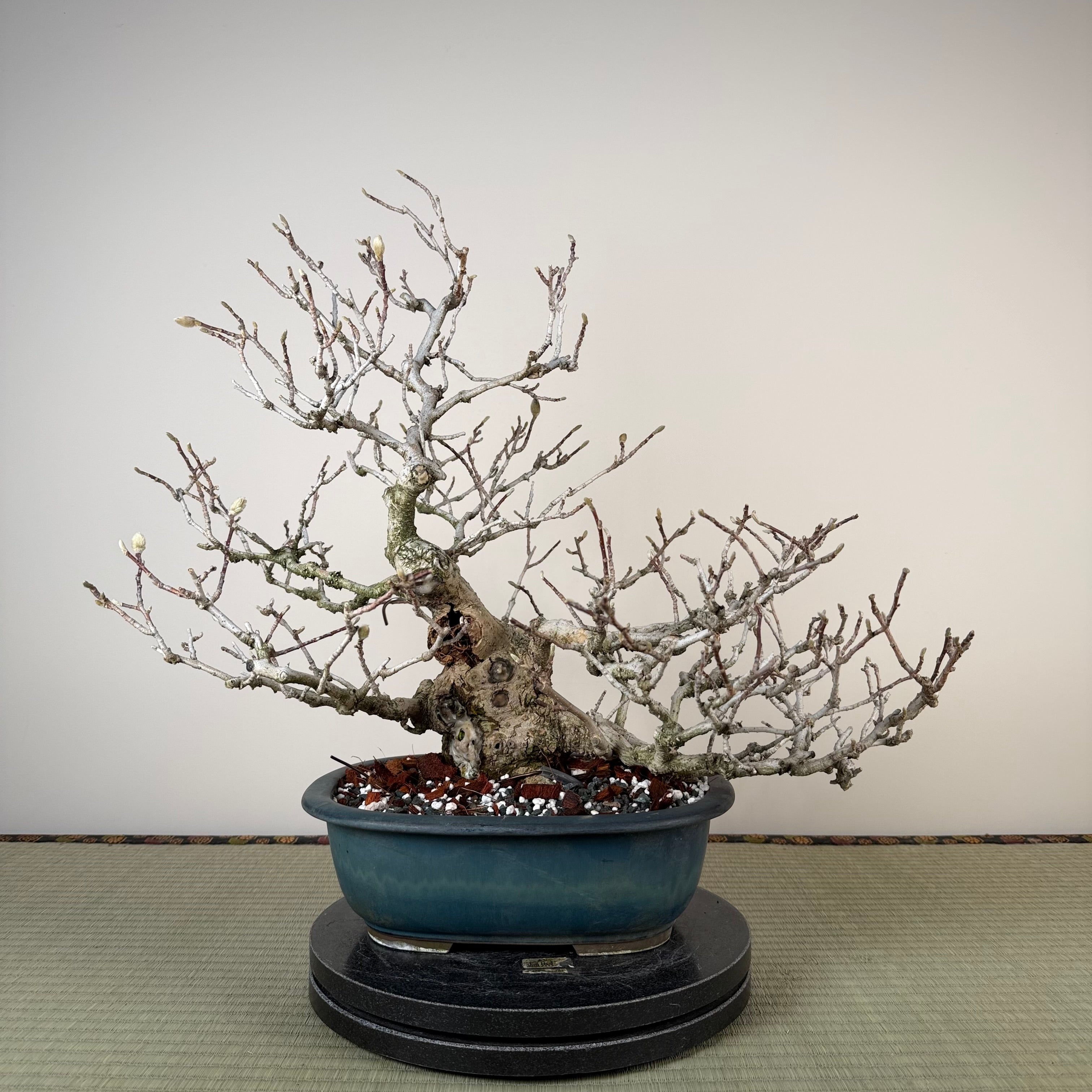 Magnolia kobus (nain)