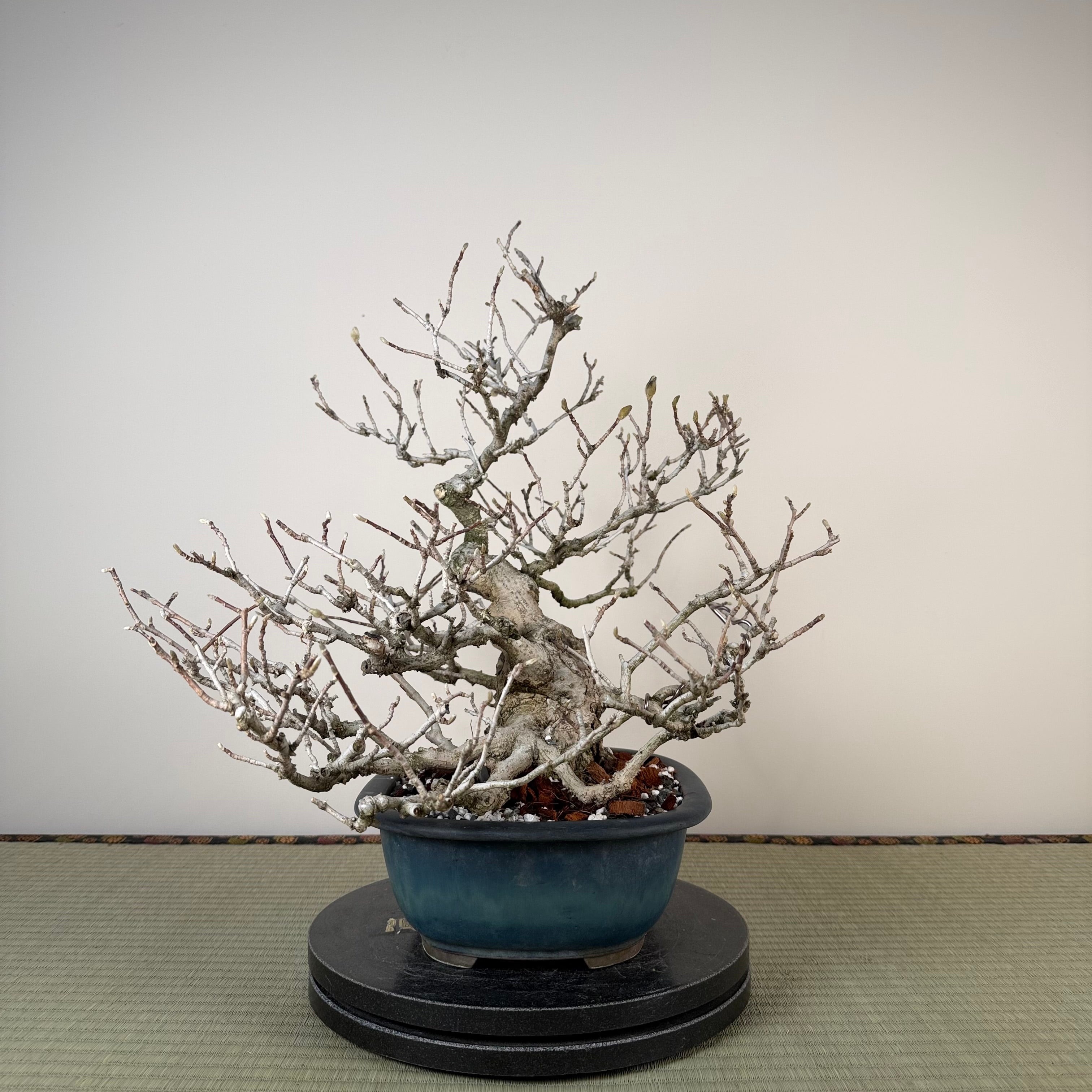 Magnolia kobus (nain)