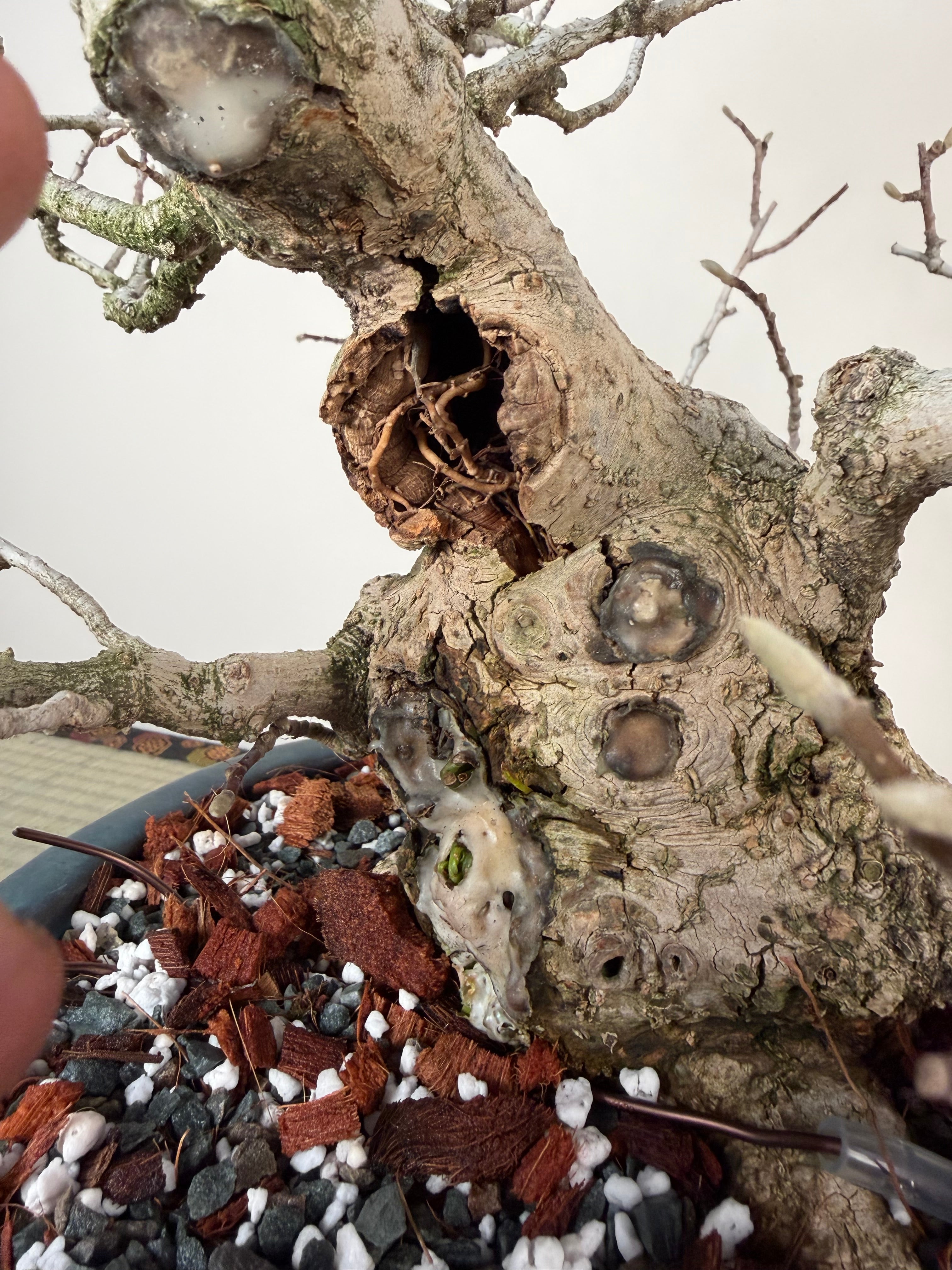 Magnolia kobus (nain)