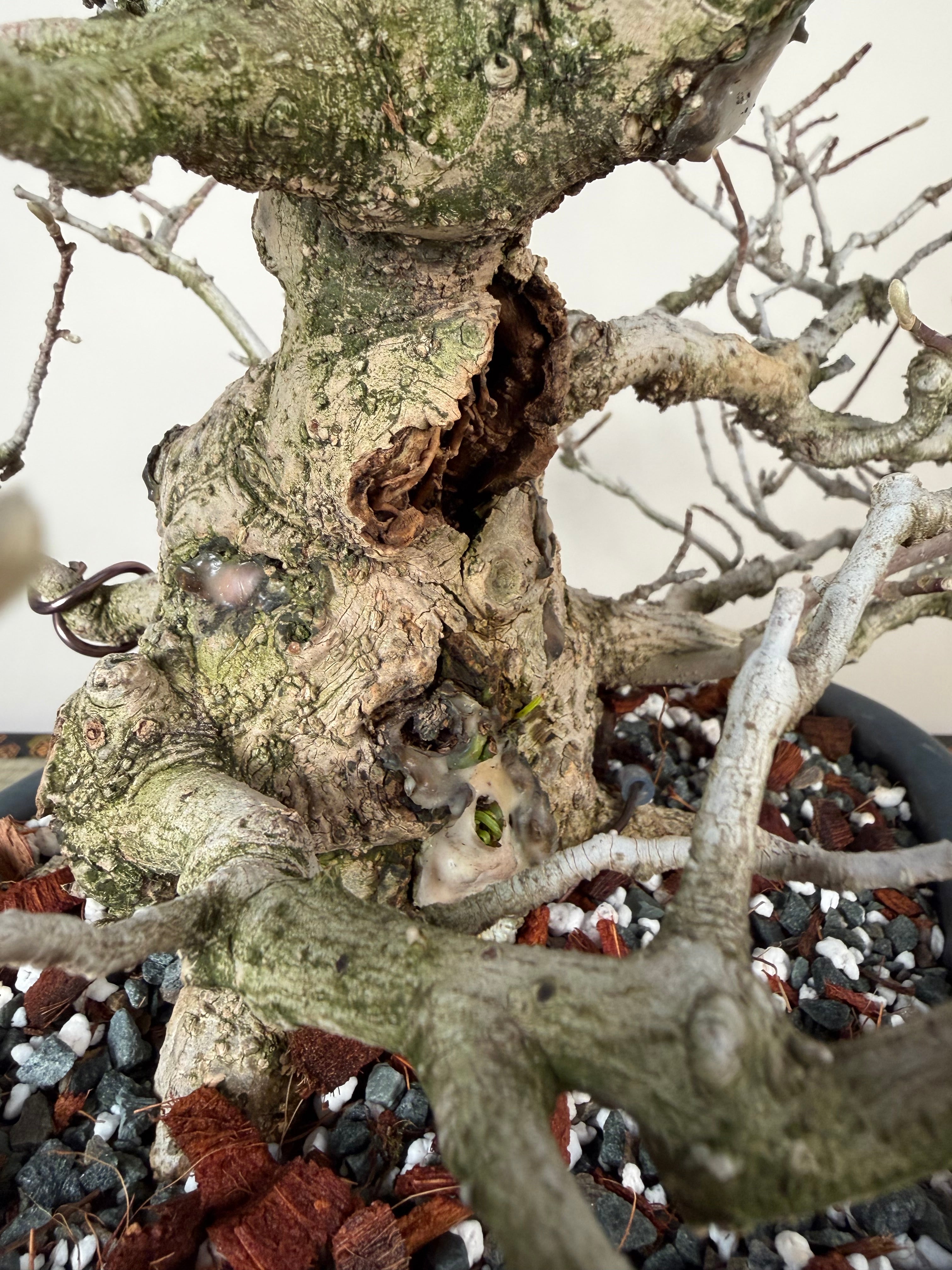 Magnolia kobus (nain)