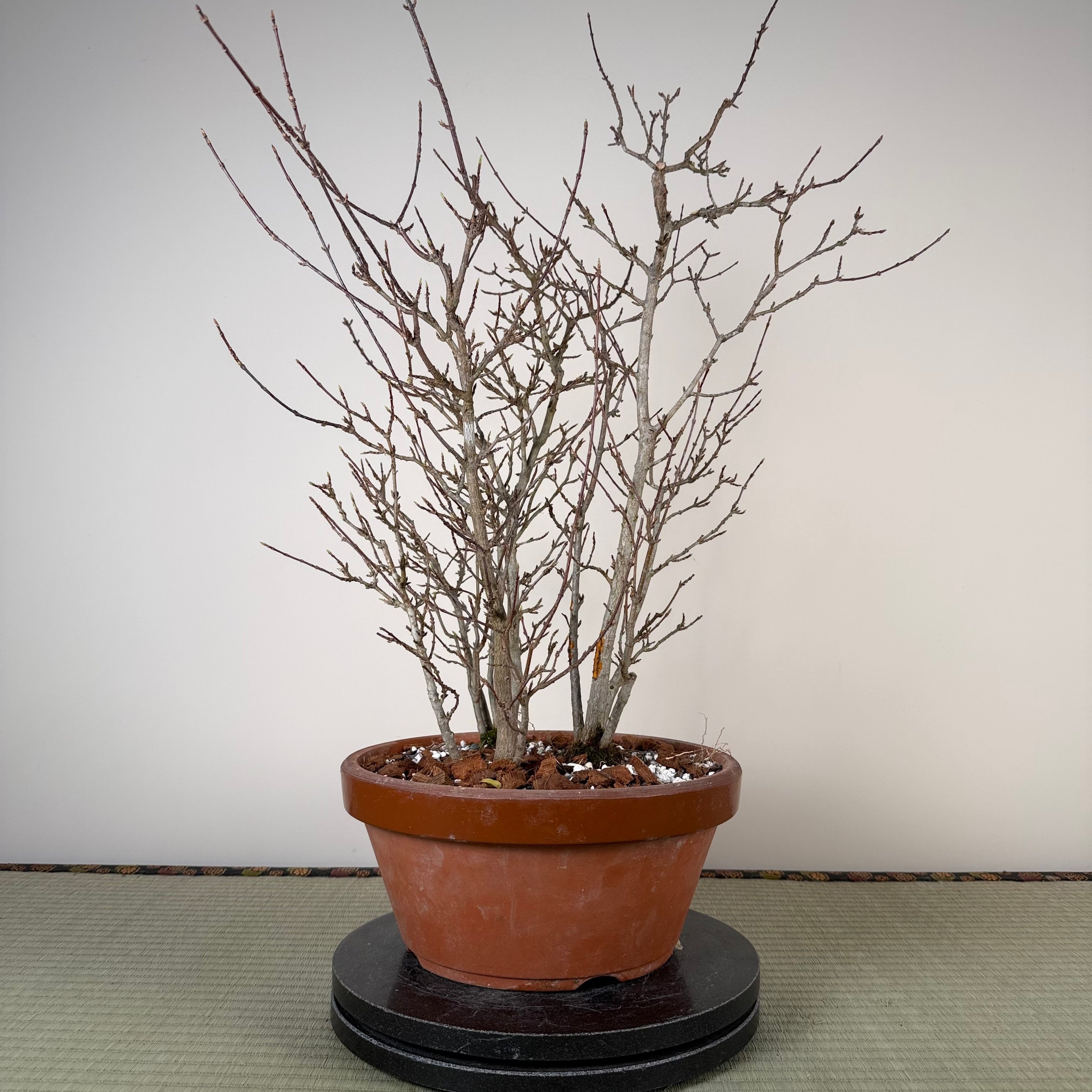 Acer buergerianum 'Fuyo-en' (Bouquet)