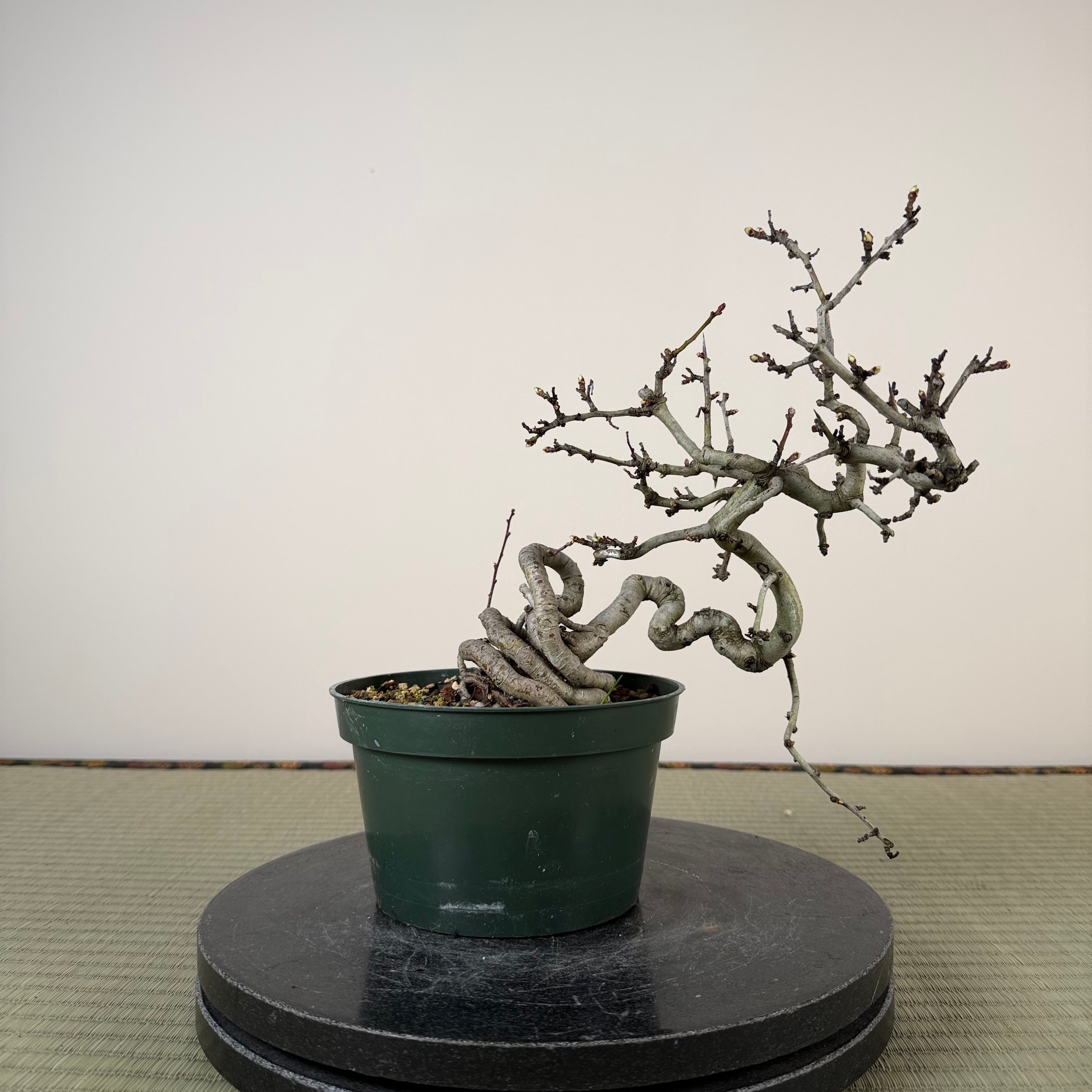 Crataegus cuneata 'Matsudaira'