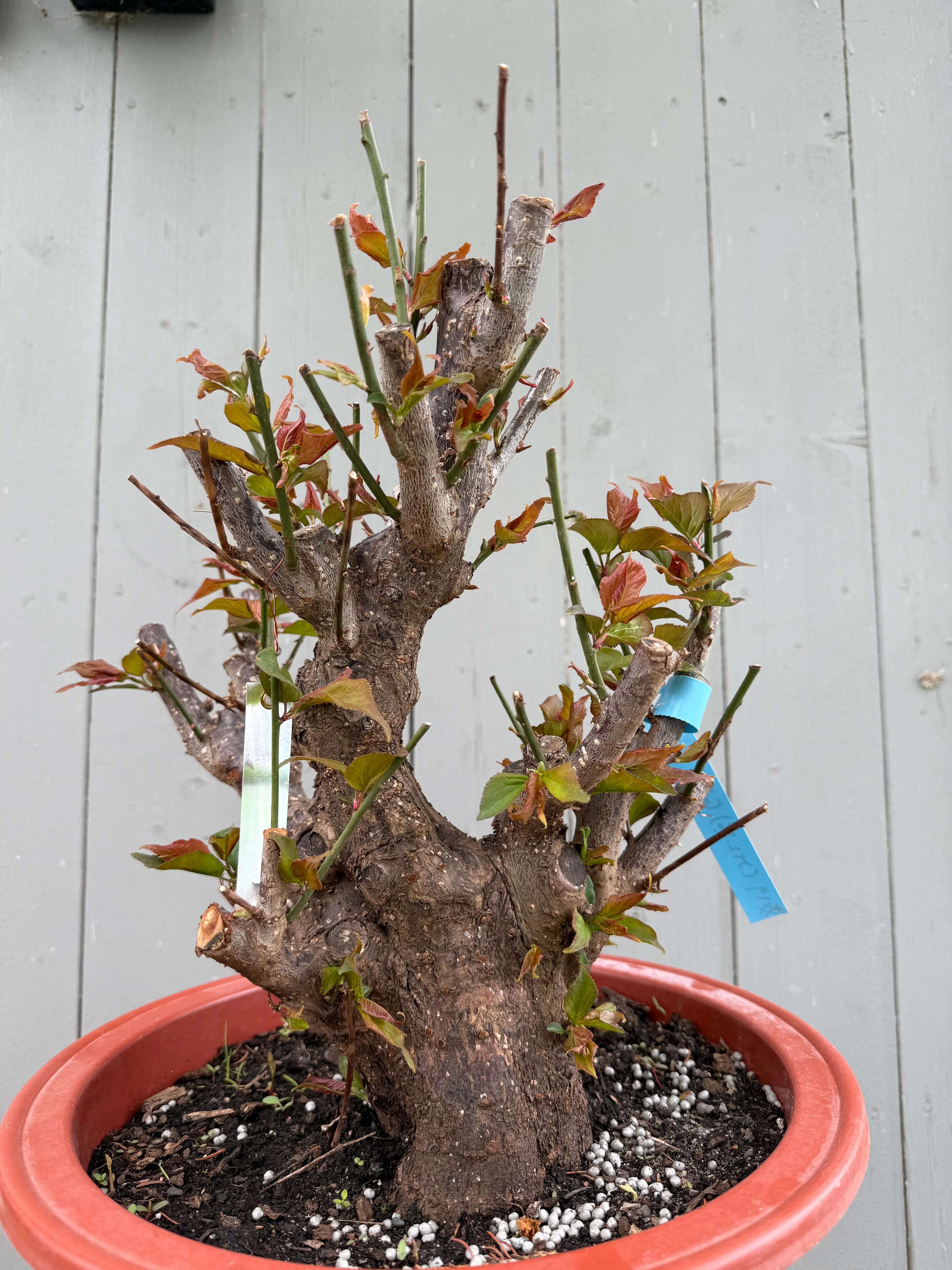 Prunus mume 'Gǔ lǐ hóng' Canada Bonsai