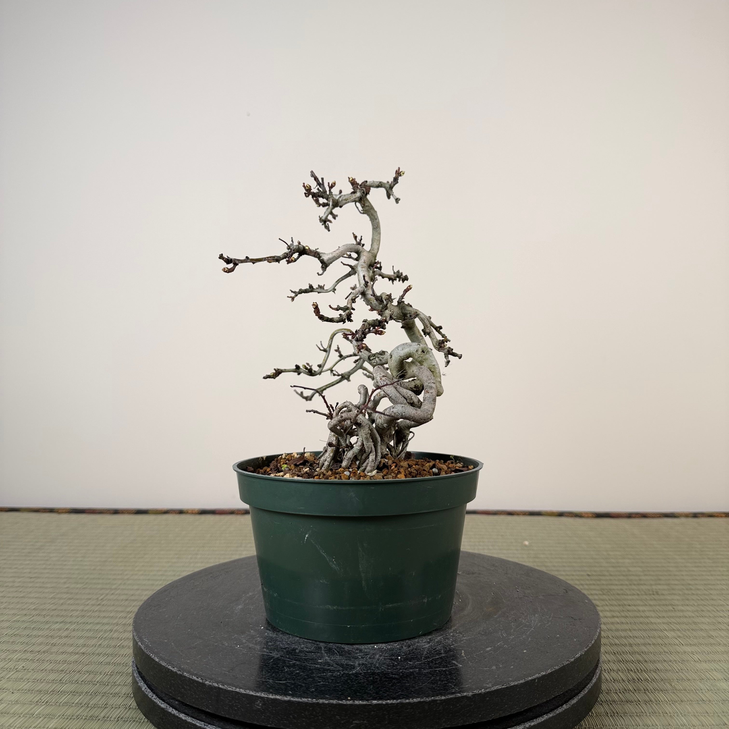 Crataegus cuneata 'Matsudaira'