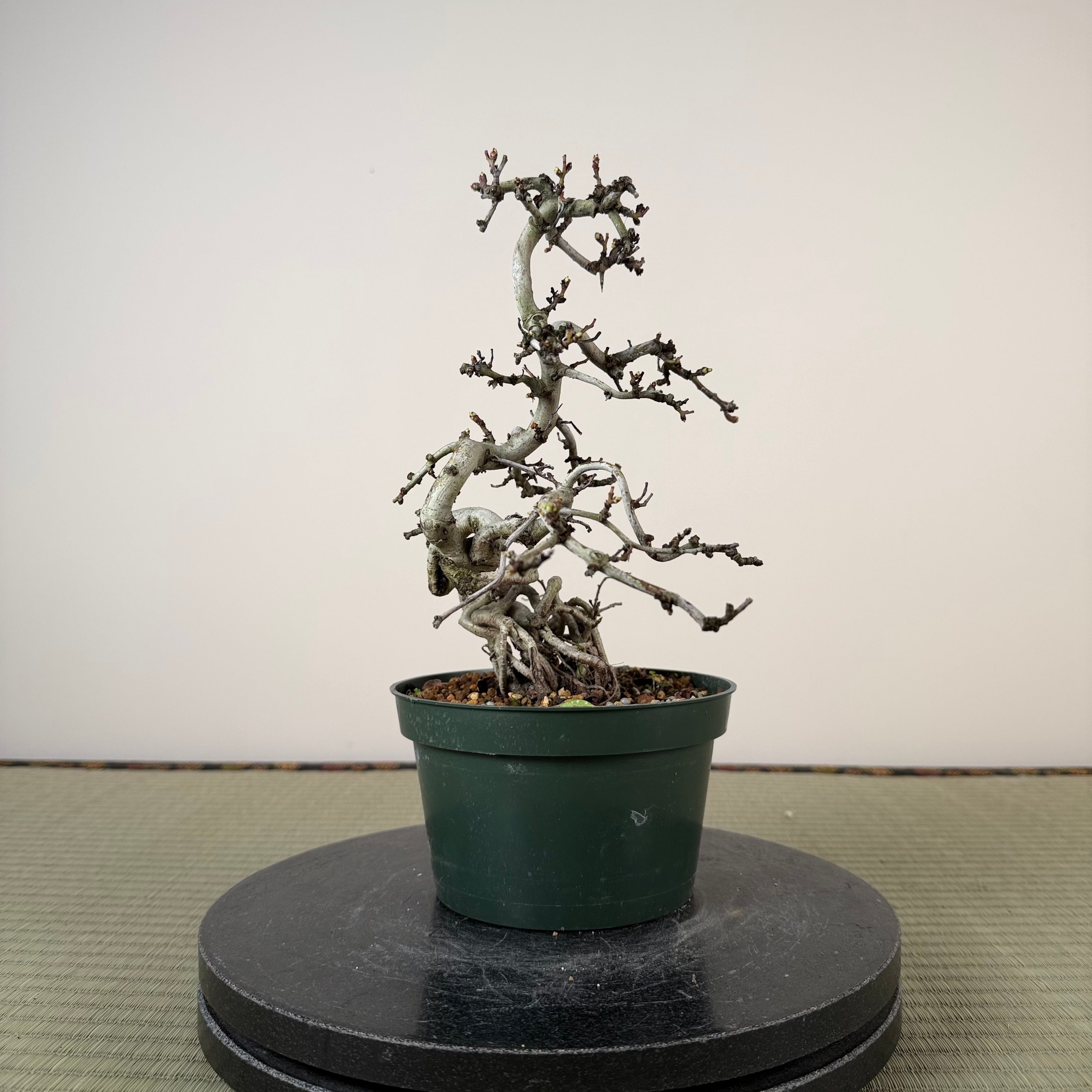 Crataegus cuneata 'Matsudaira'