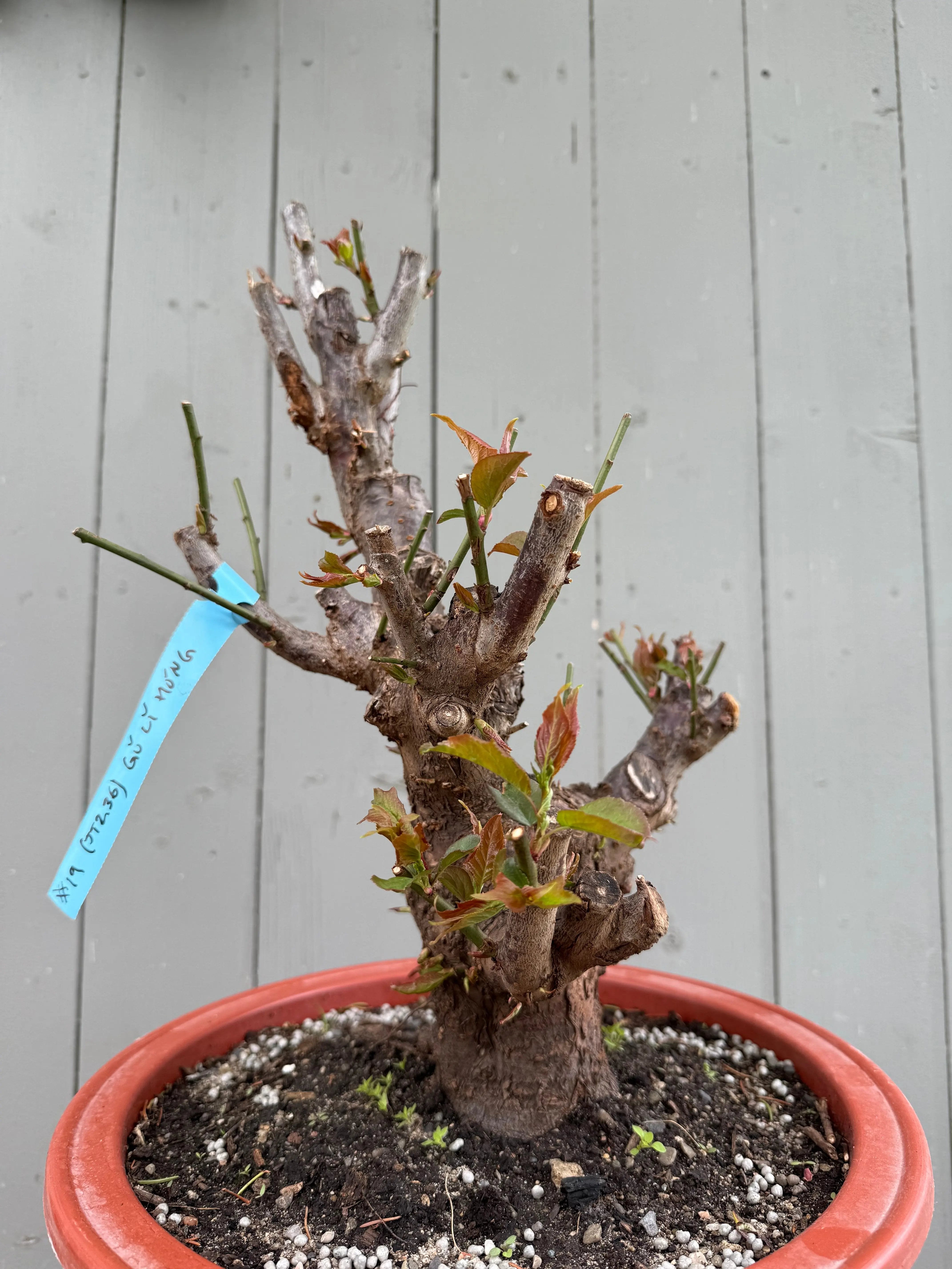 Prunus mume 'Gǔ lǐ hóng' Canada Bonsai