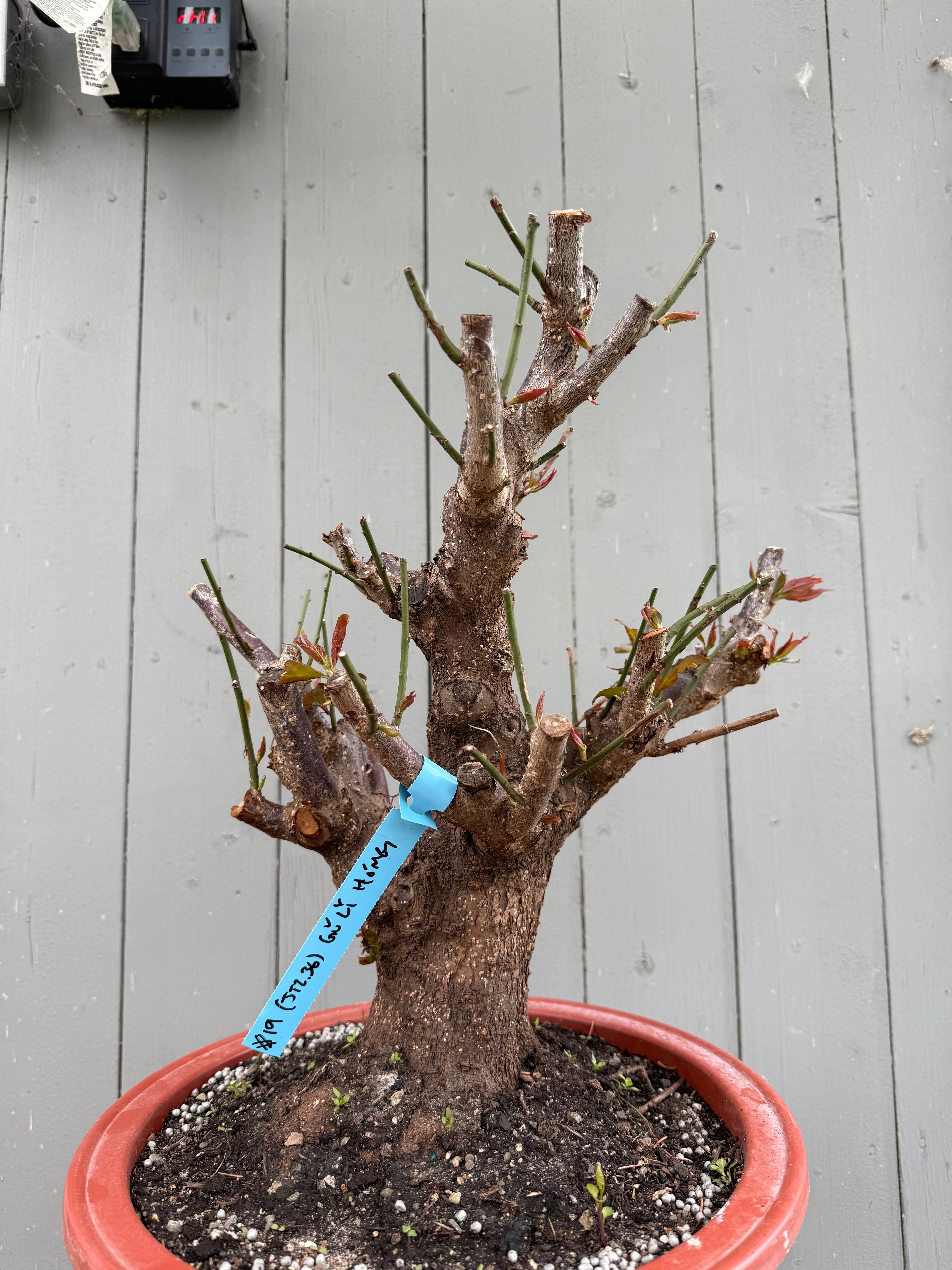 Prunus mume 'Gǔ lǐ hóng'