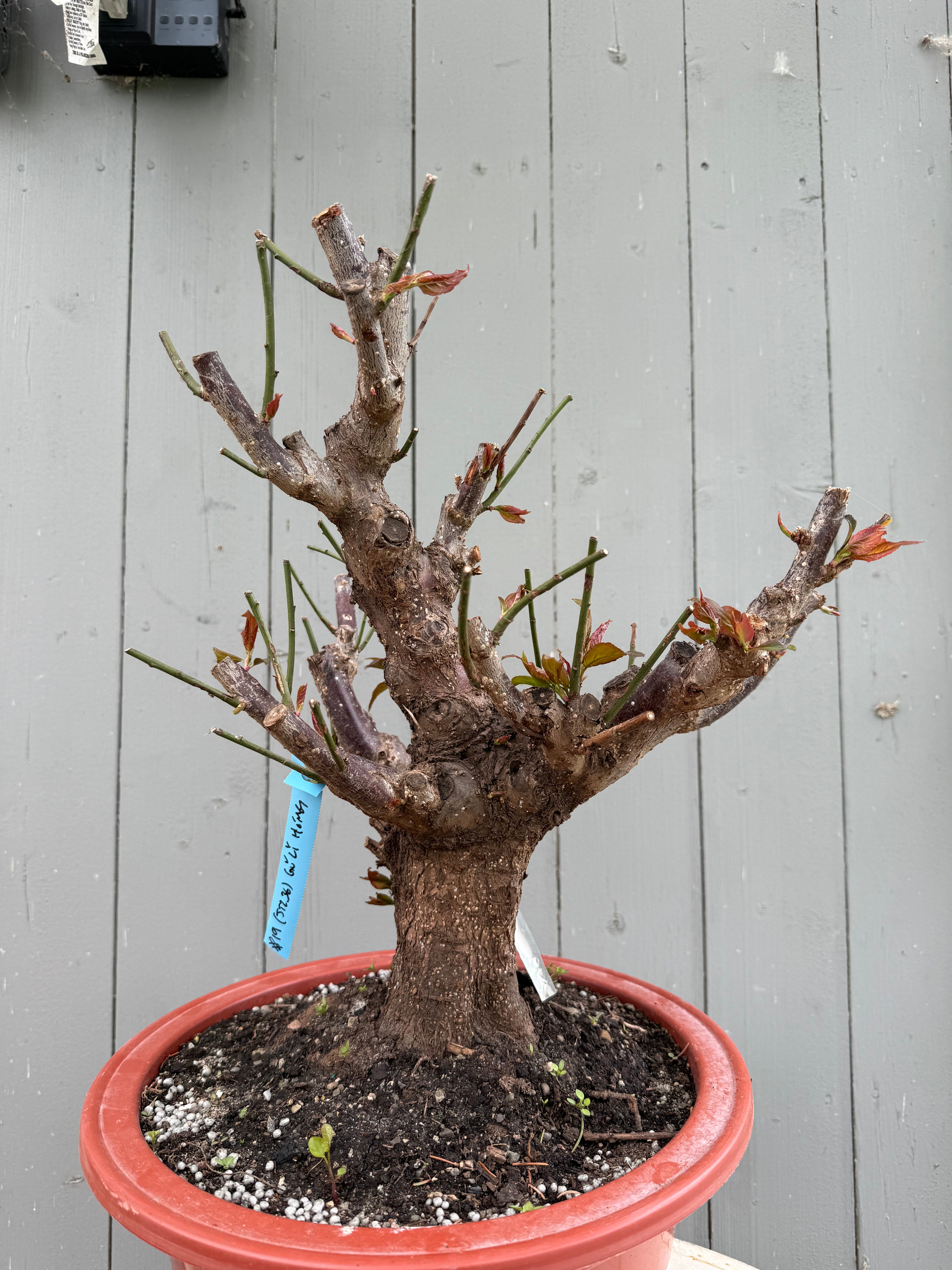 Prunus mume 'Gǔ lǐ hóng'