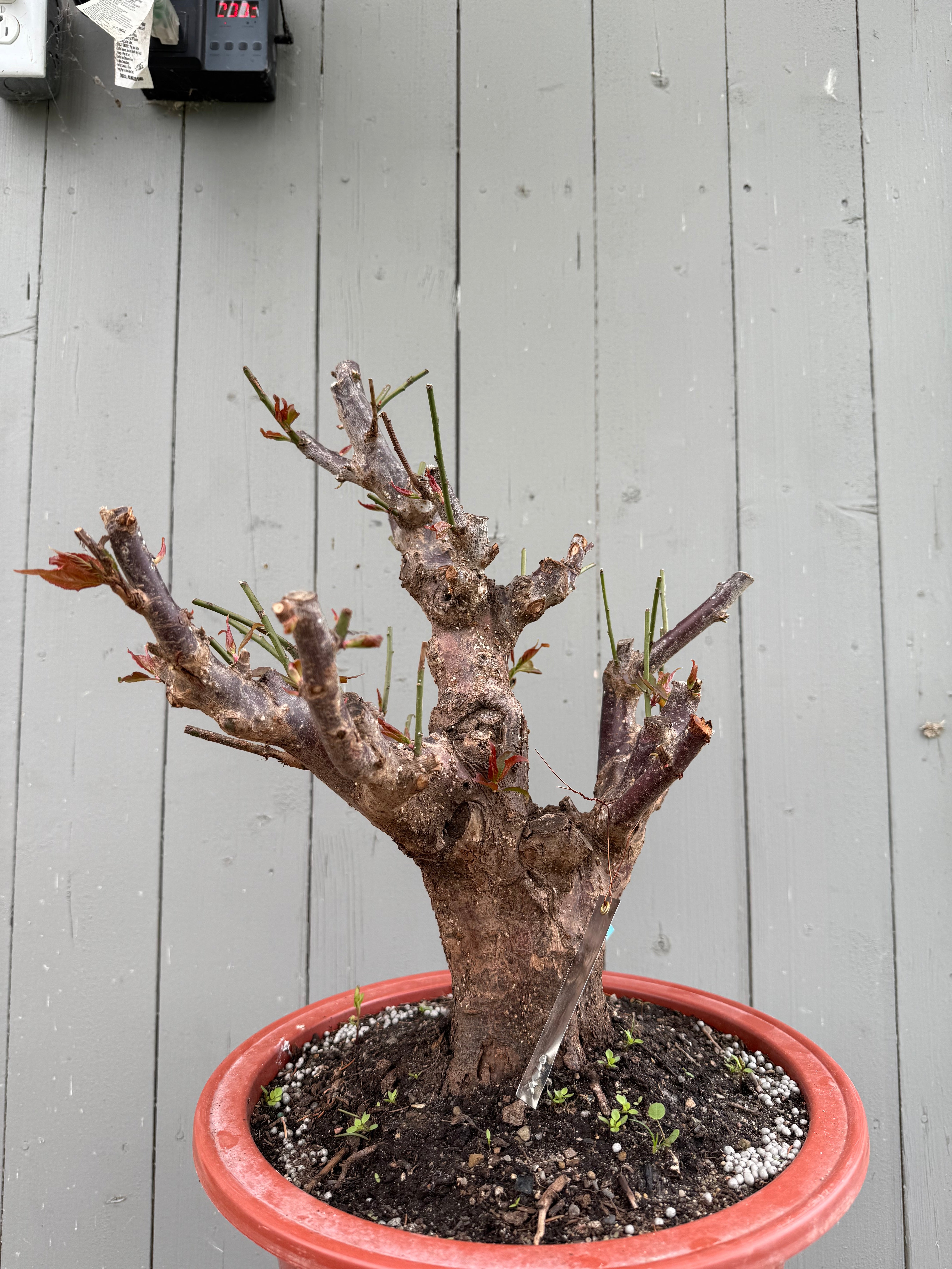 Prunus mume 'Gǔ lǐ hóng'