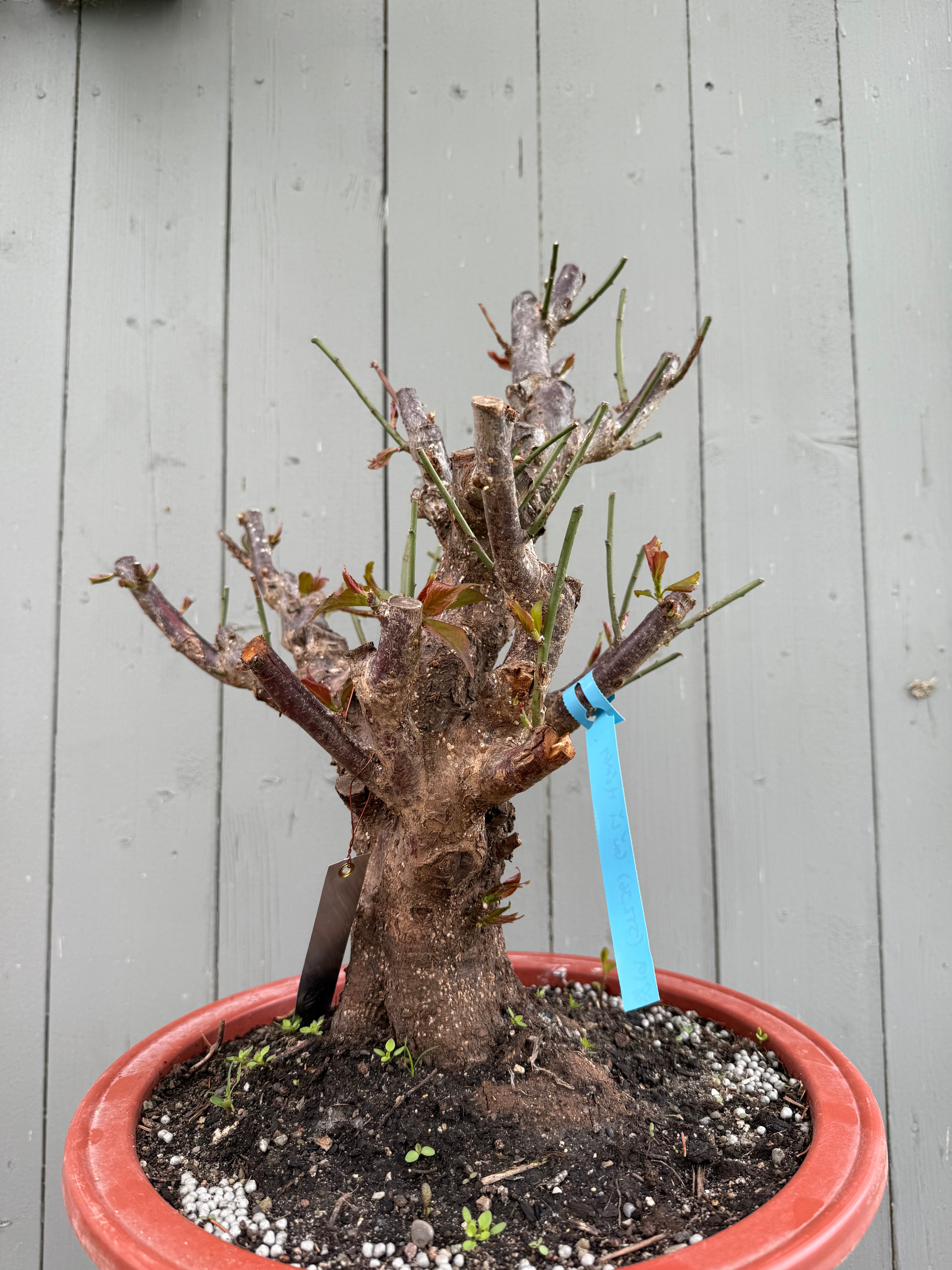 Prunus mume 'Gǔ lǐ hóng'