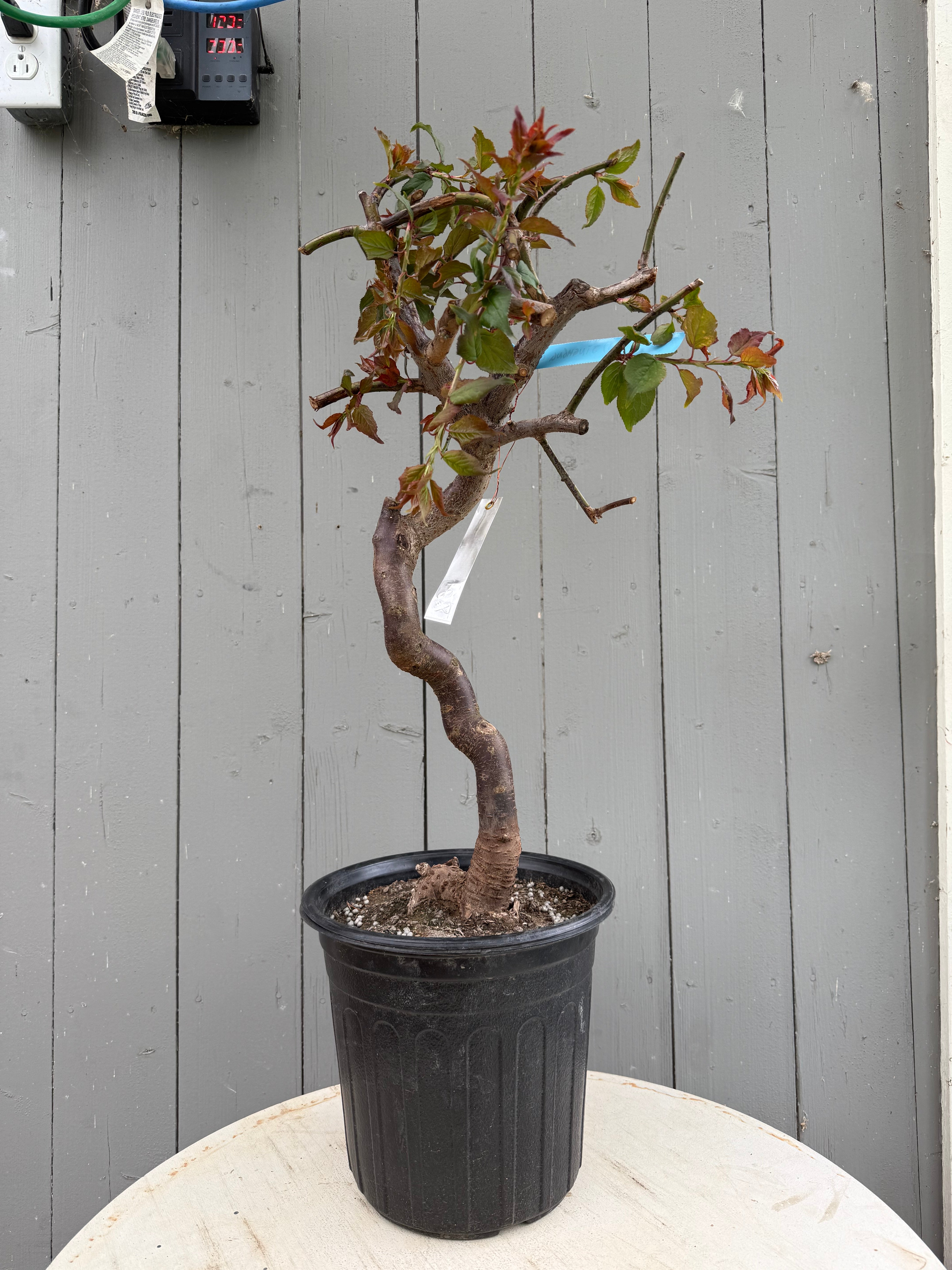 Prunus mume 'Jǐnghóng chuízhīméi' (weeping)