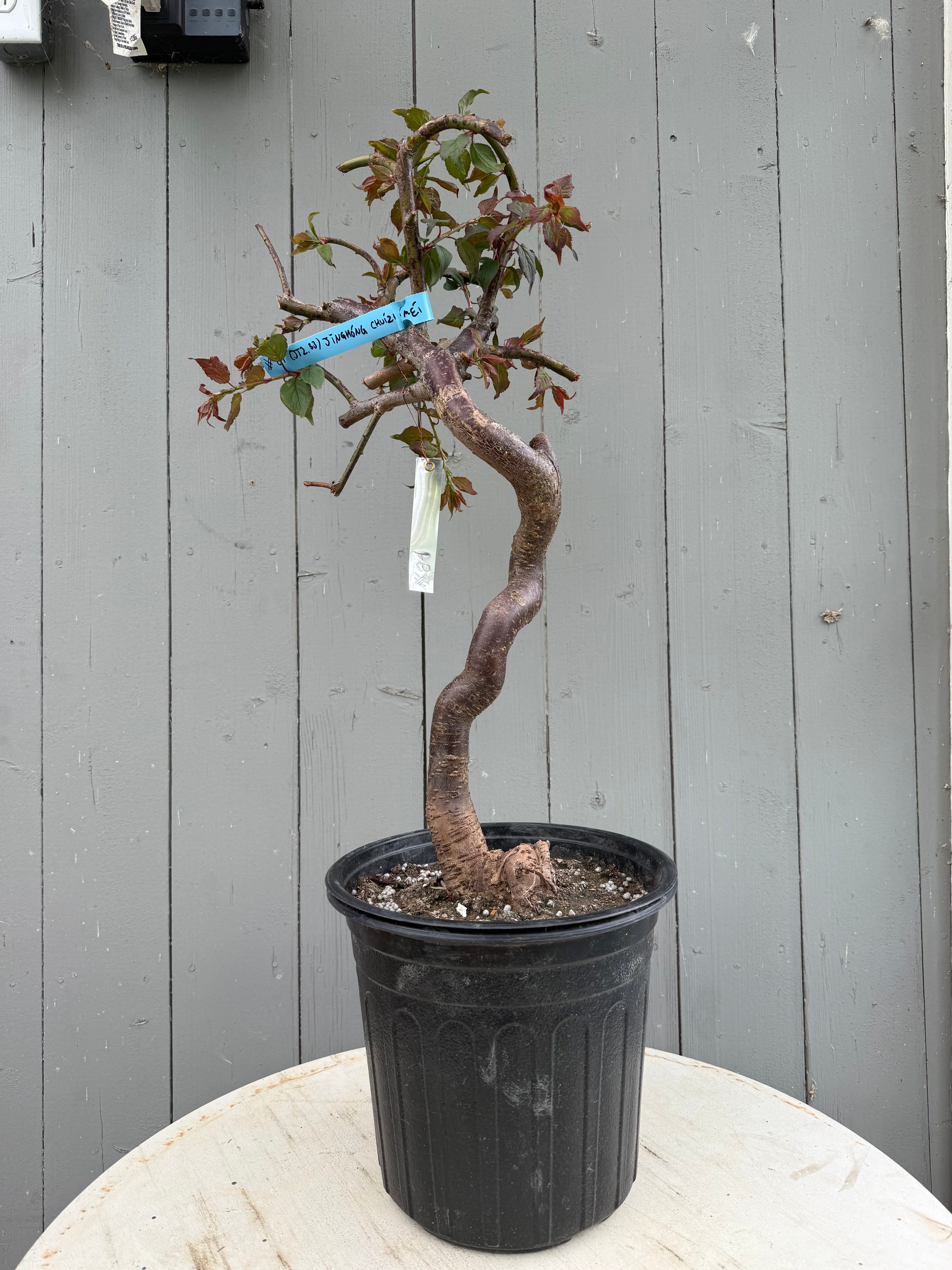 Prunus mume 'Jǐnghóng chuízhīméi' (weeping)