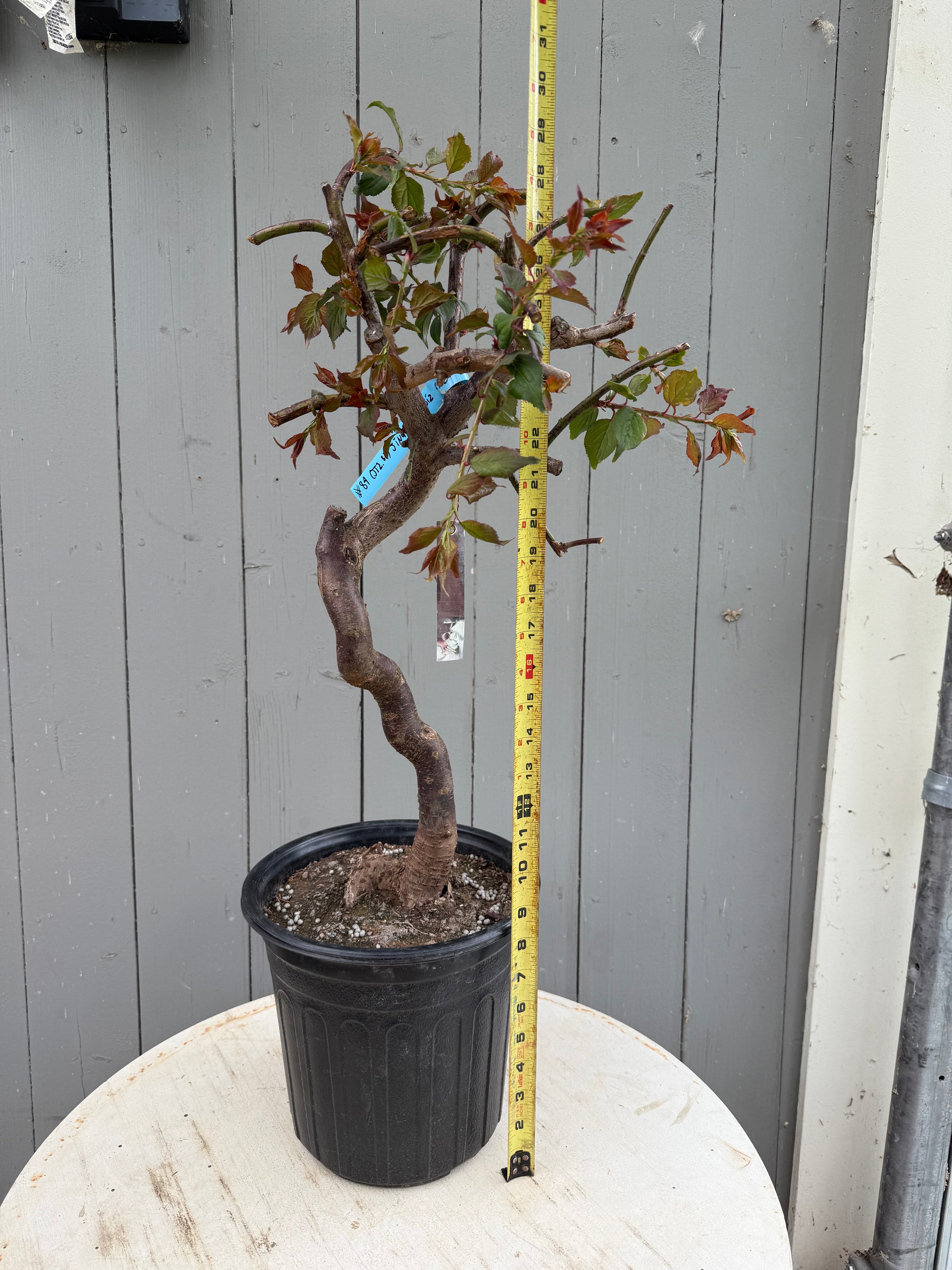 Prunus mume 'Jǐnghóng chuízhīméi' (weeping)