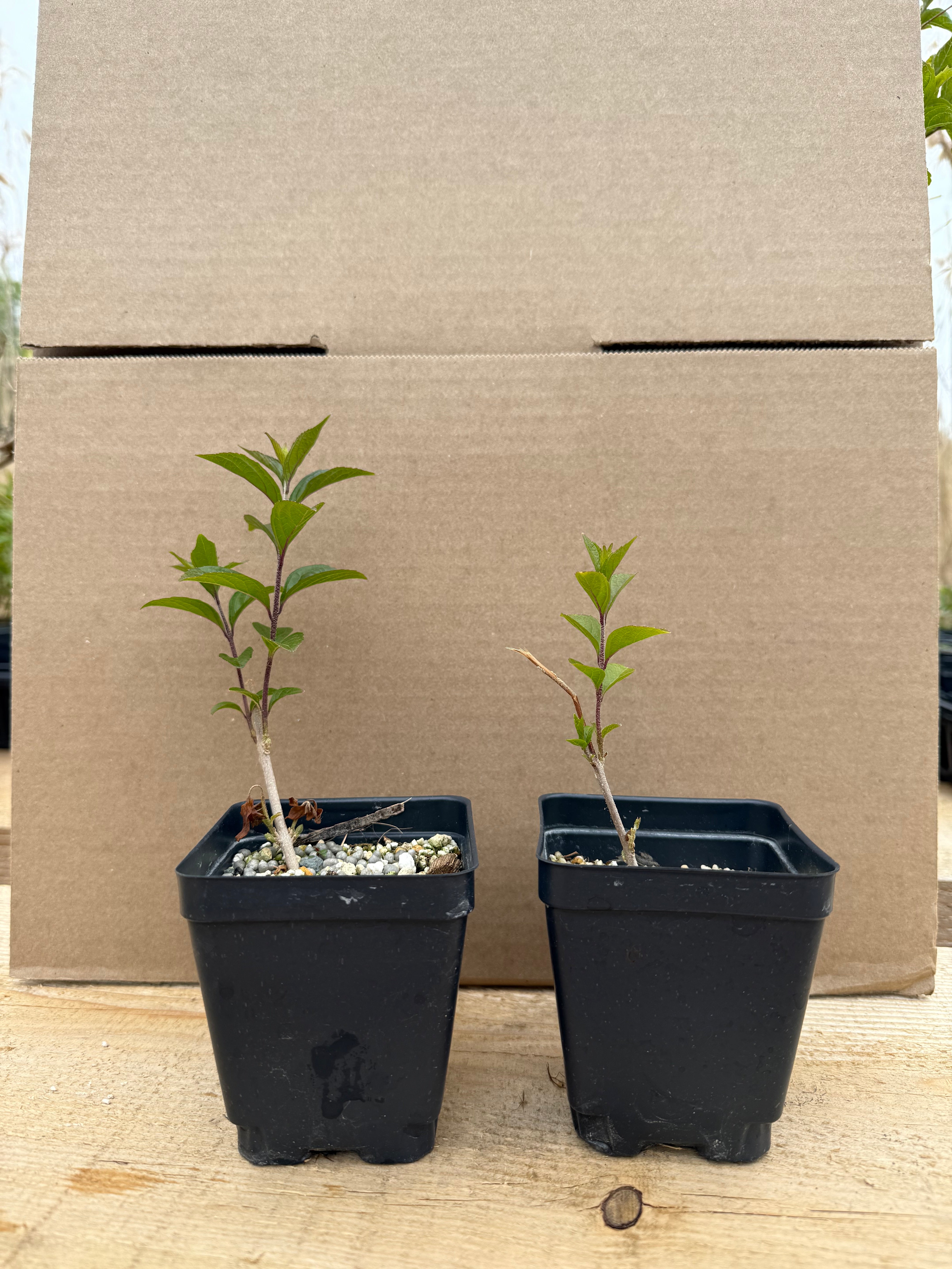 Callicarpa japonica (purple)