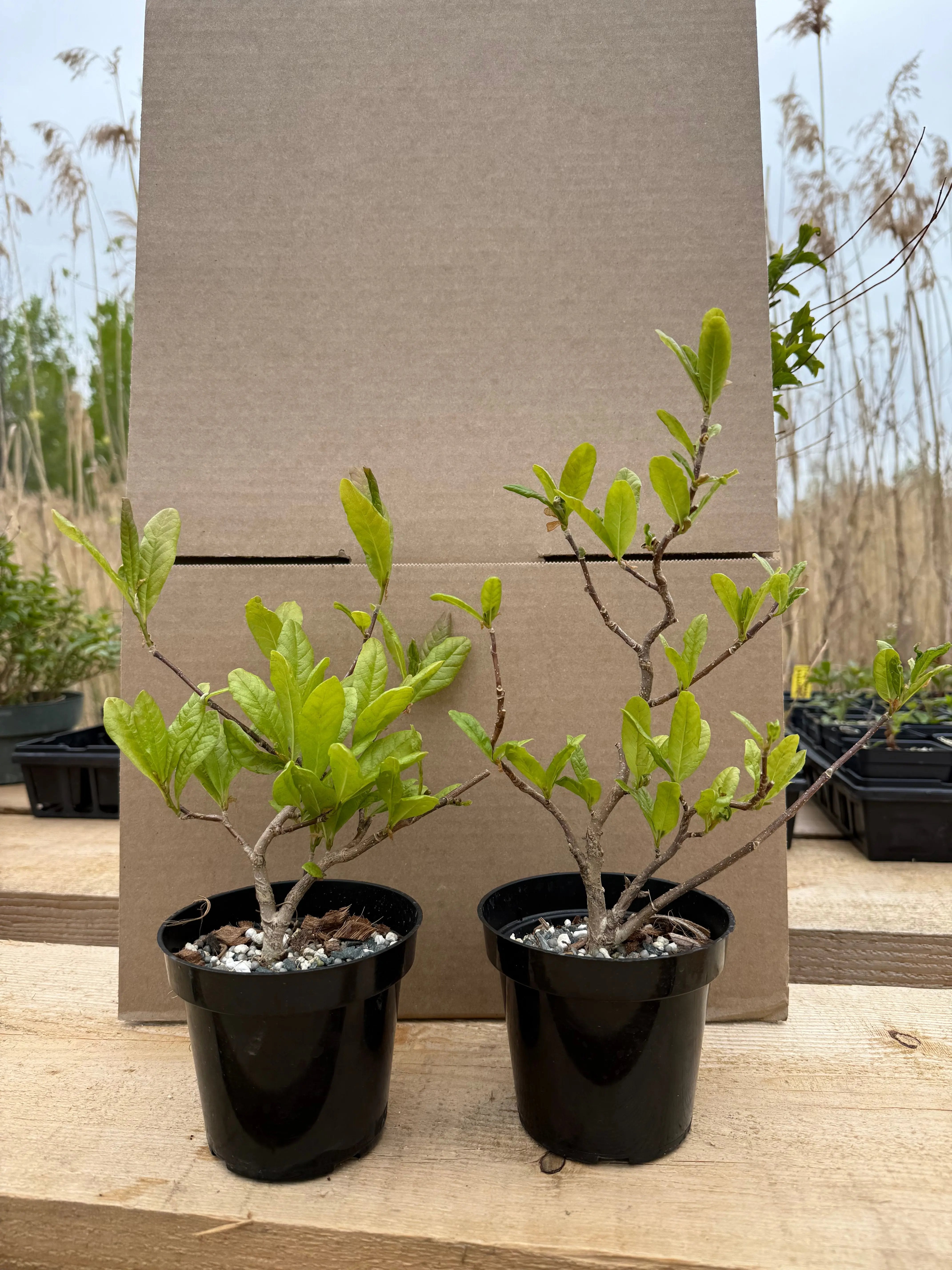 Magnolia Canada Bonsai