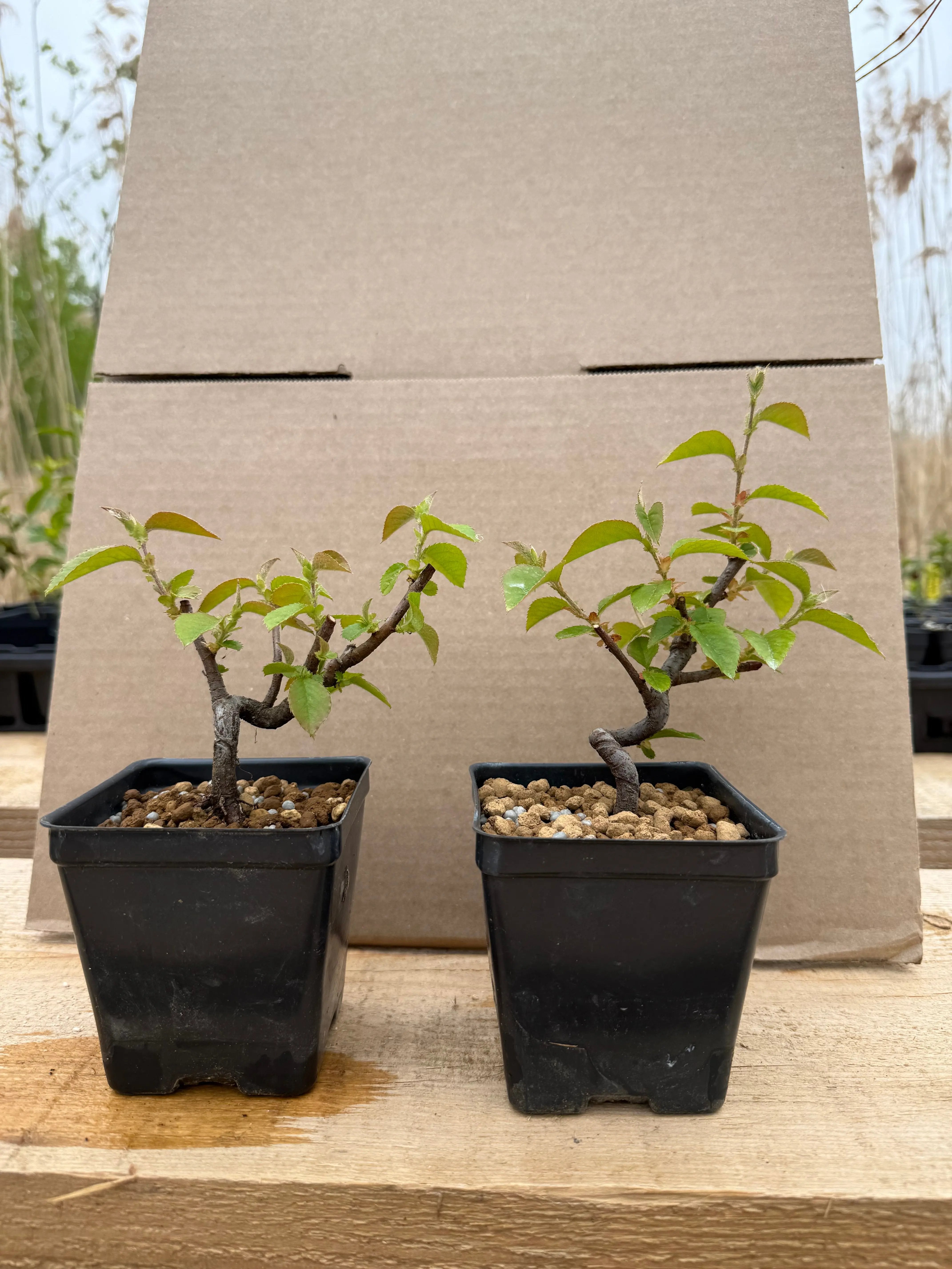 Pseudocydonia sinensis (dwarf strain) Canada Bonsai