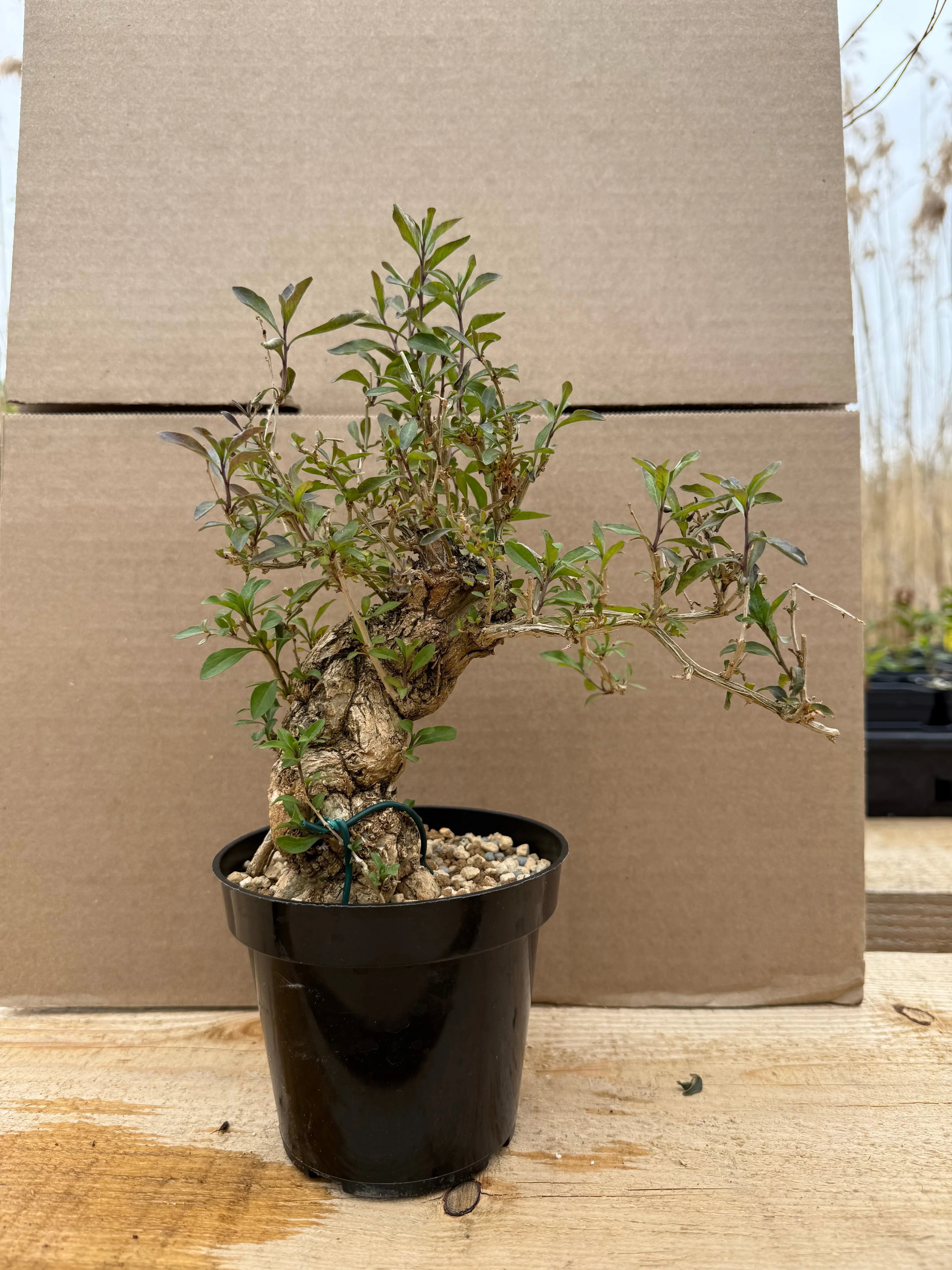 Lycium chinense (chef's choice) Canada Bonsai