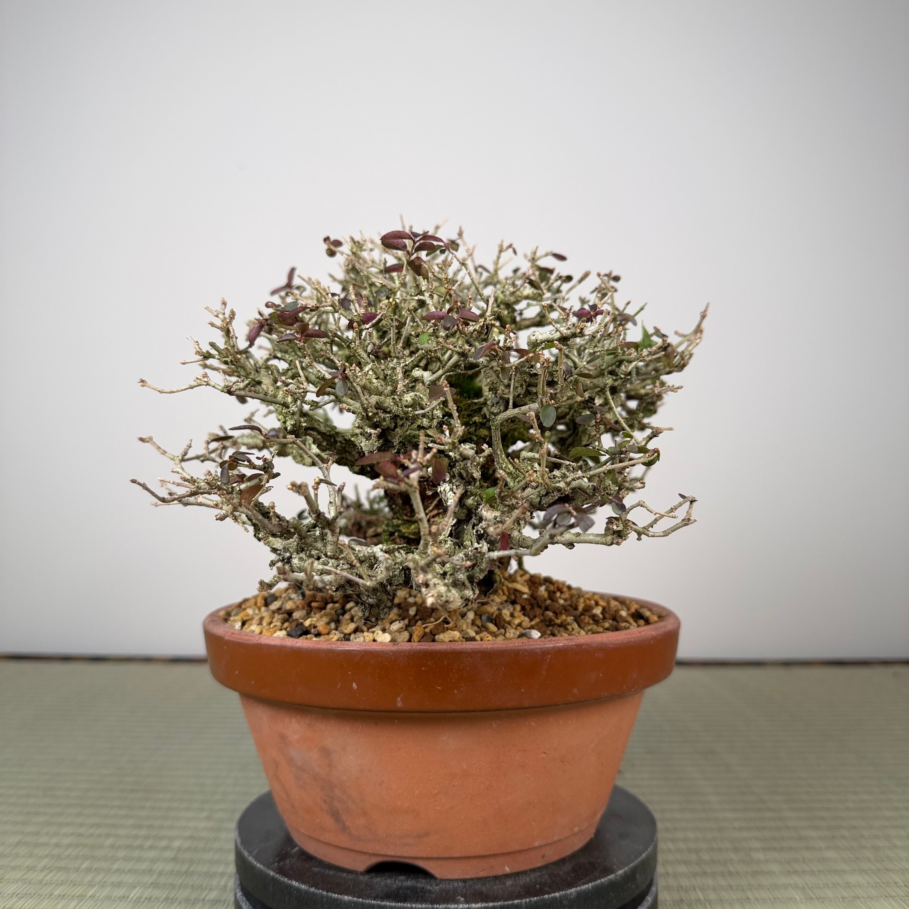 Ligustrum Arakawa *See note*