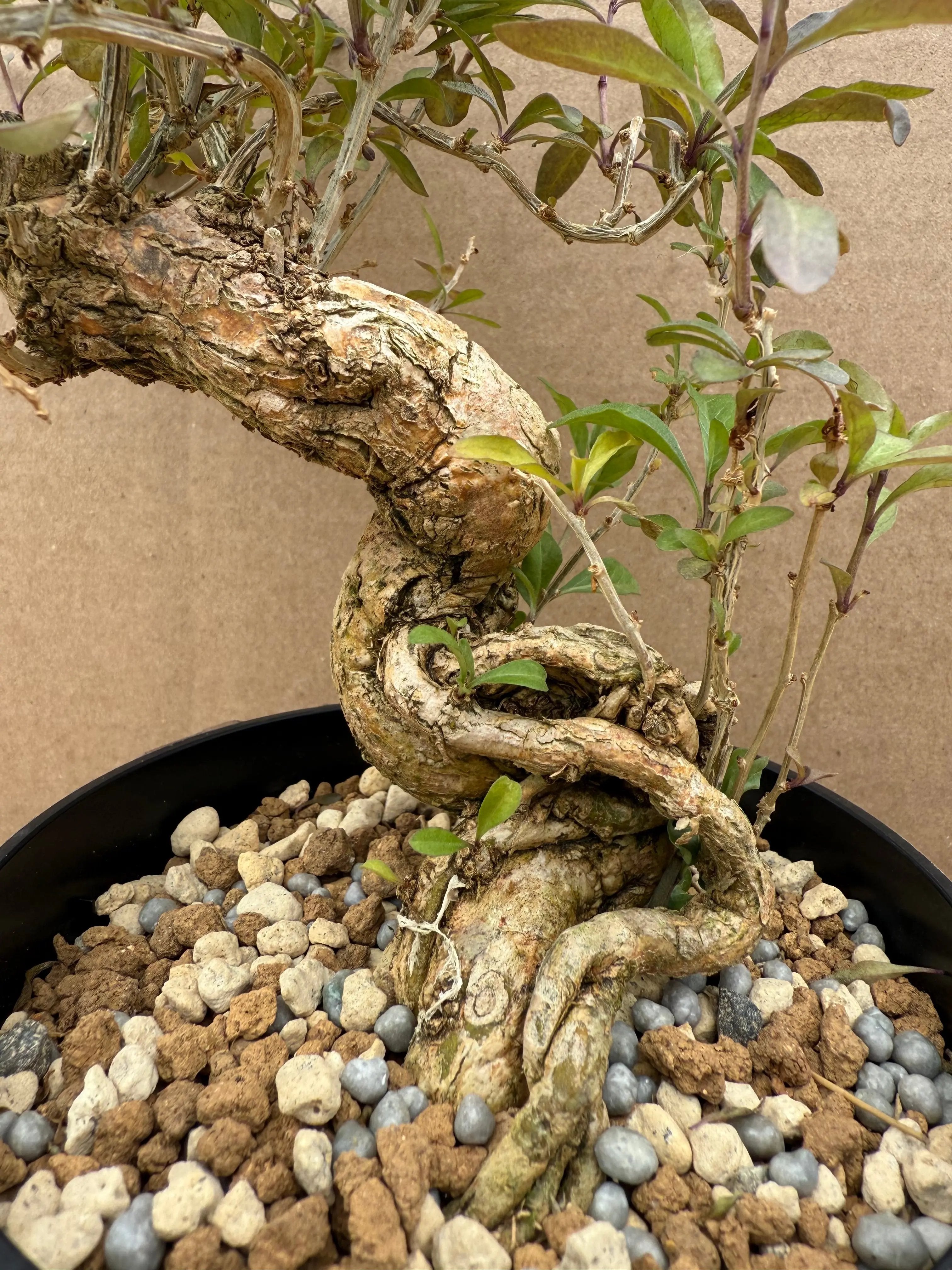 Lycium chinense (chef's choice) Canada Bonsai