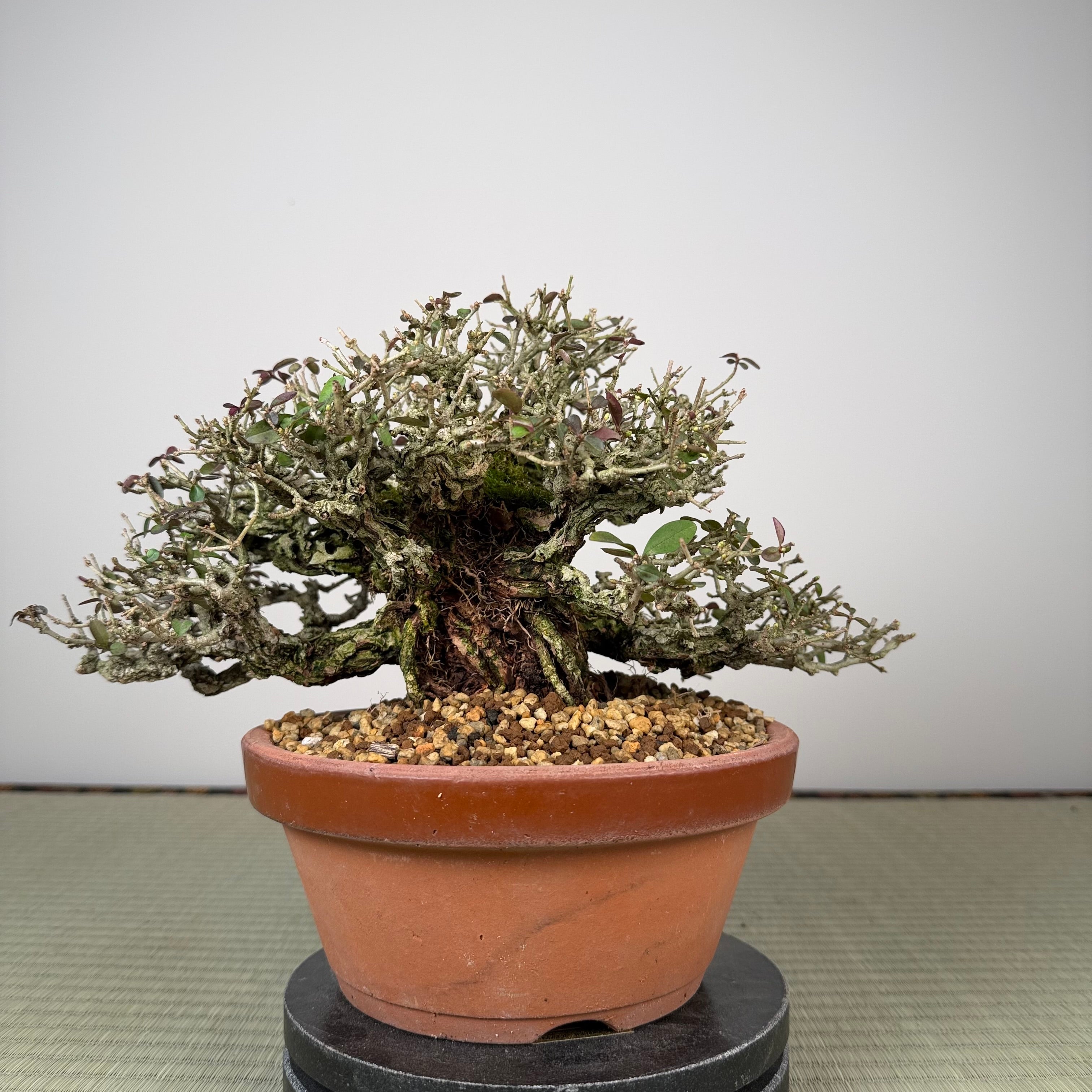 Ligustrum Arakawa *See note*