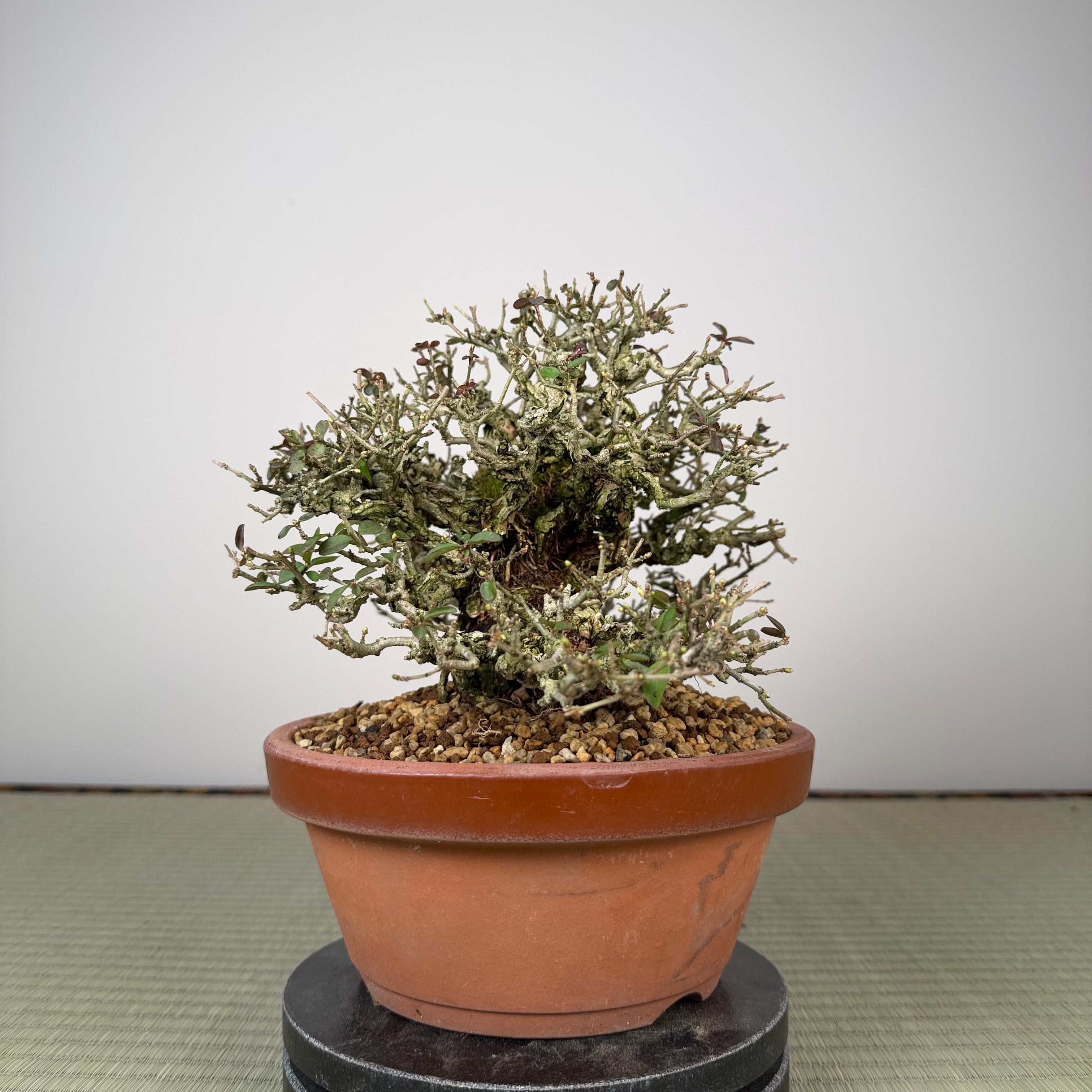 Ligustrum Arakawa *See note*