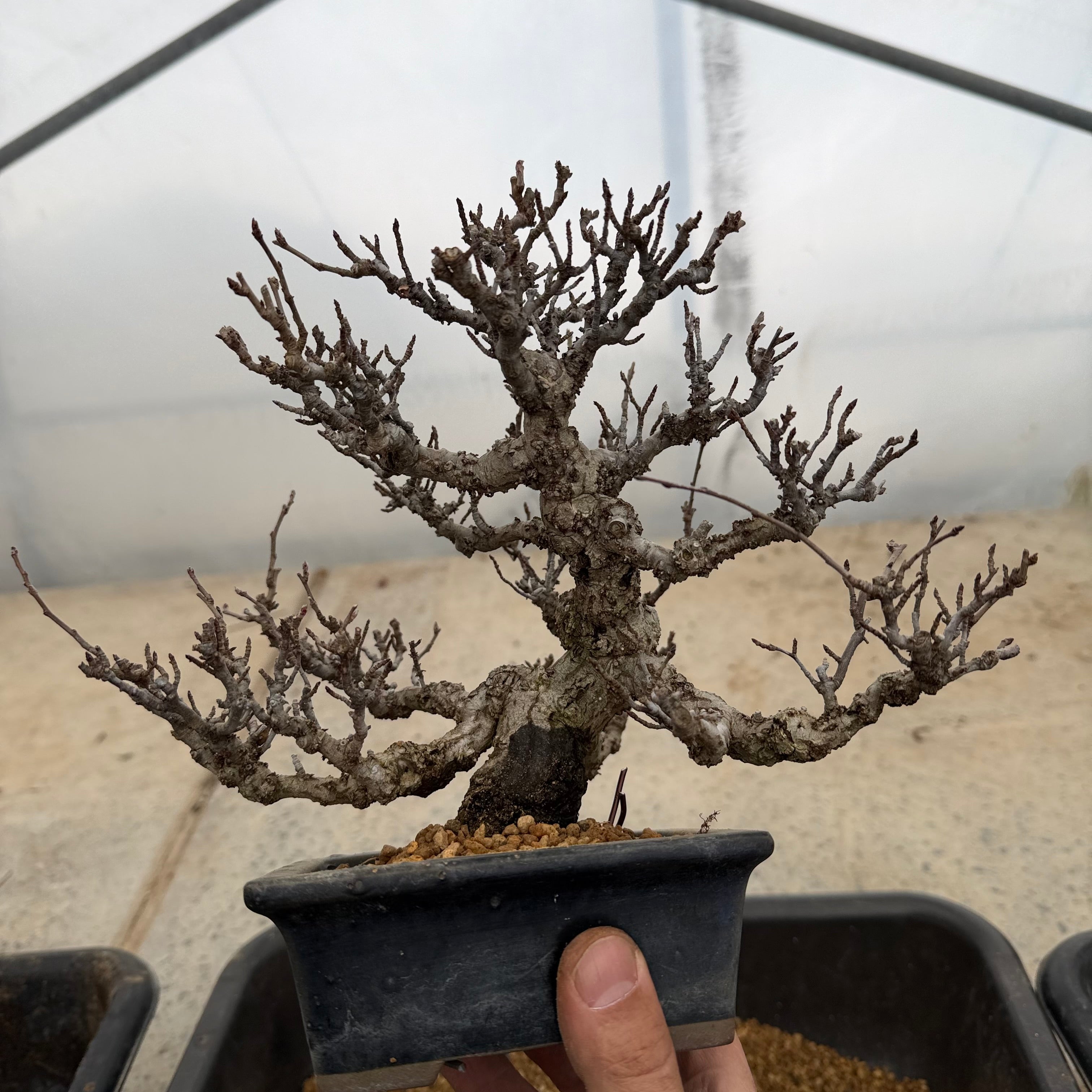 Ligustrum Arakawa *Voir note*