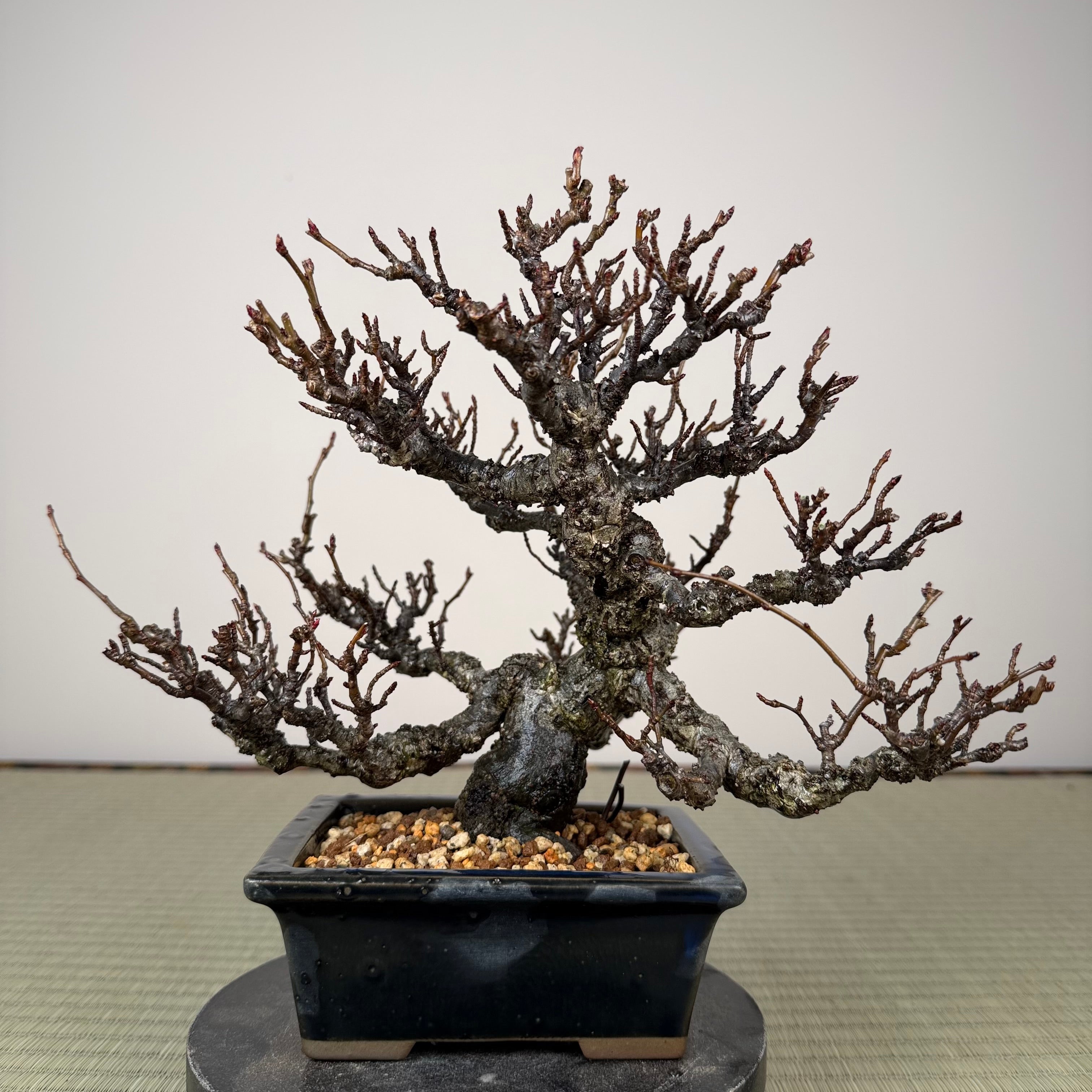 Ligustrum Arakawa *Voir note*