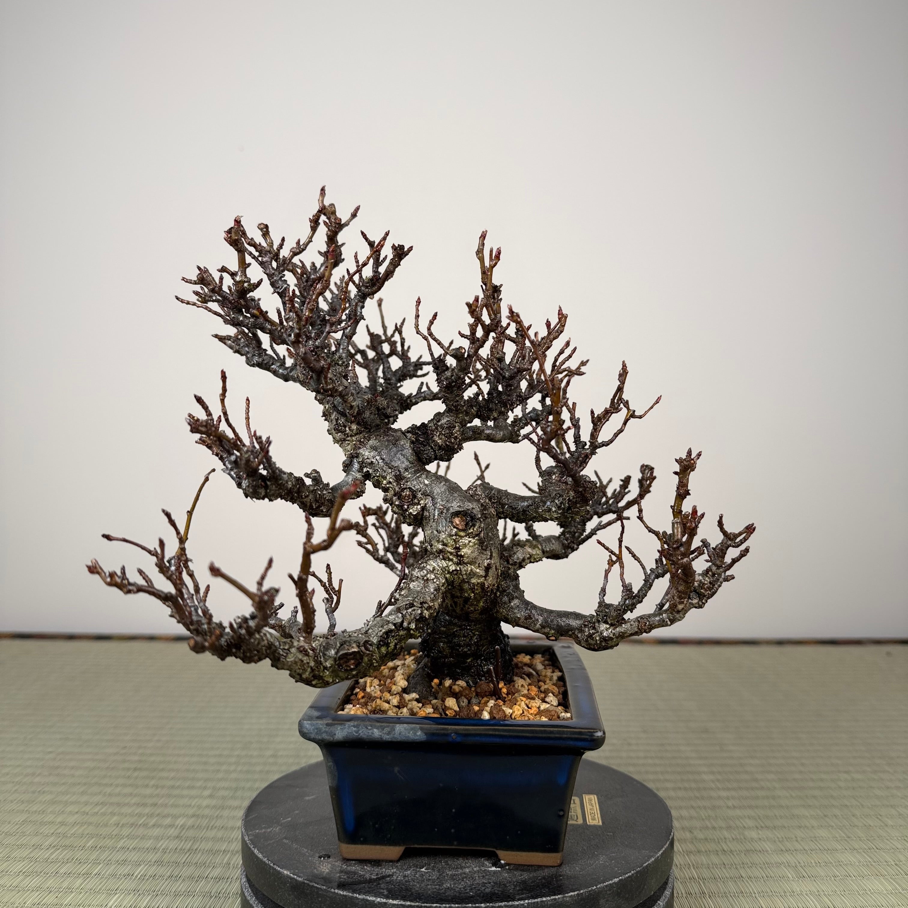 Ligustrum Arakawa *Voir note*