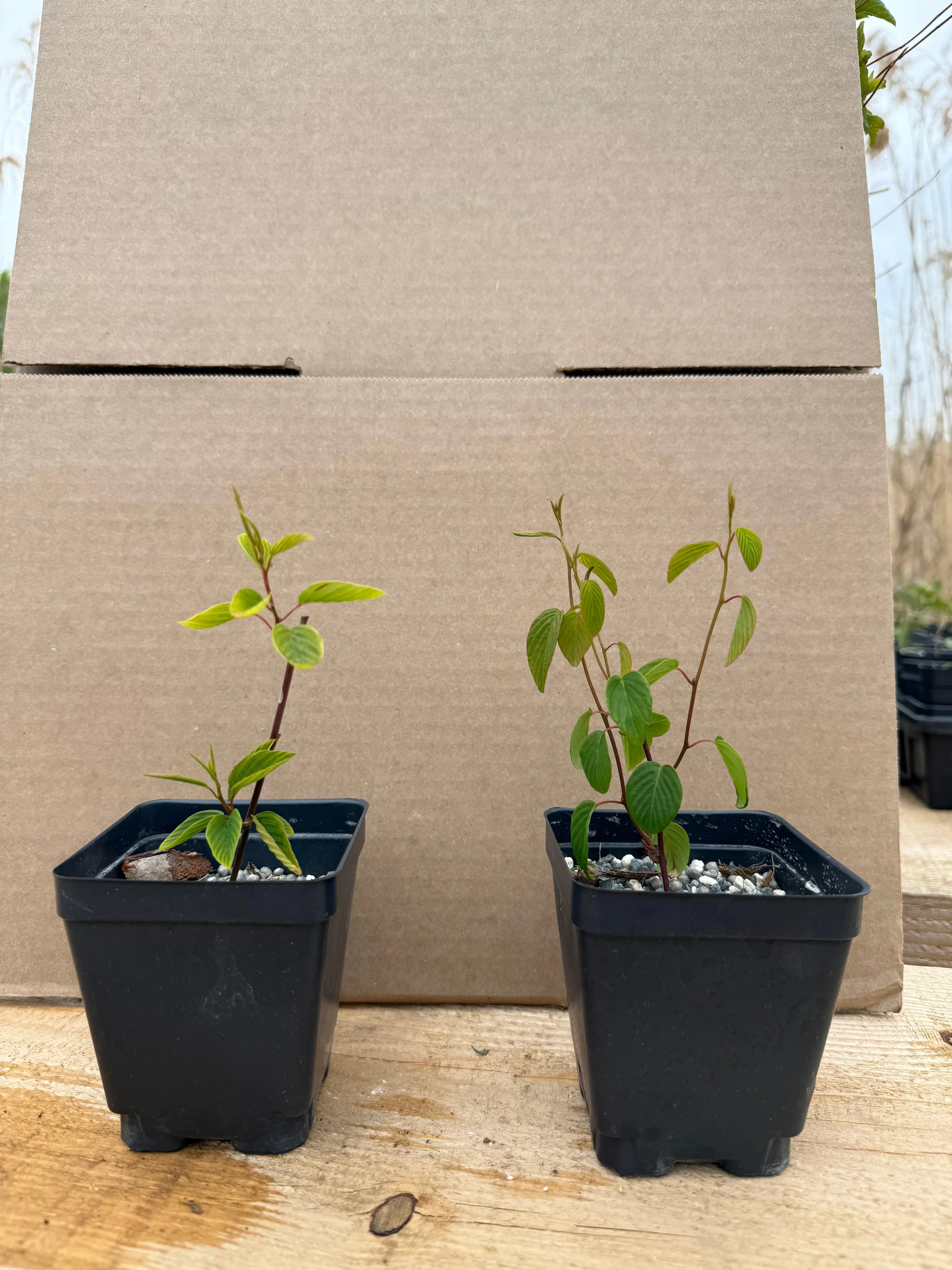 Berchemia racemosa (cuttings) Canada Bonsai