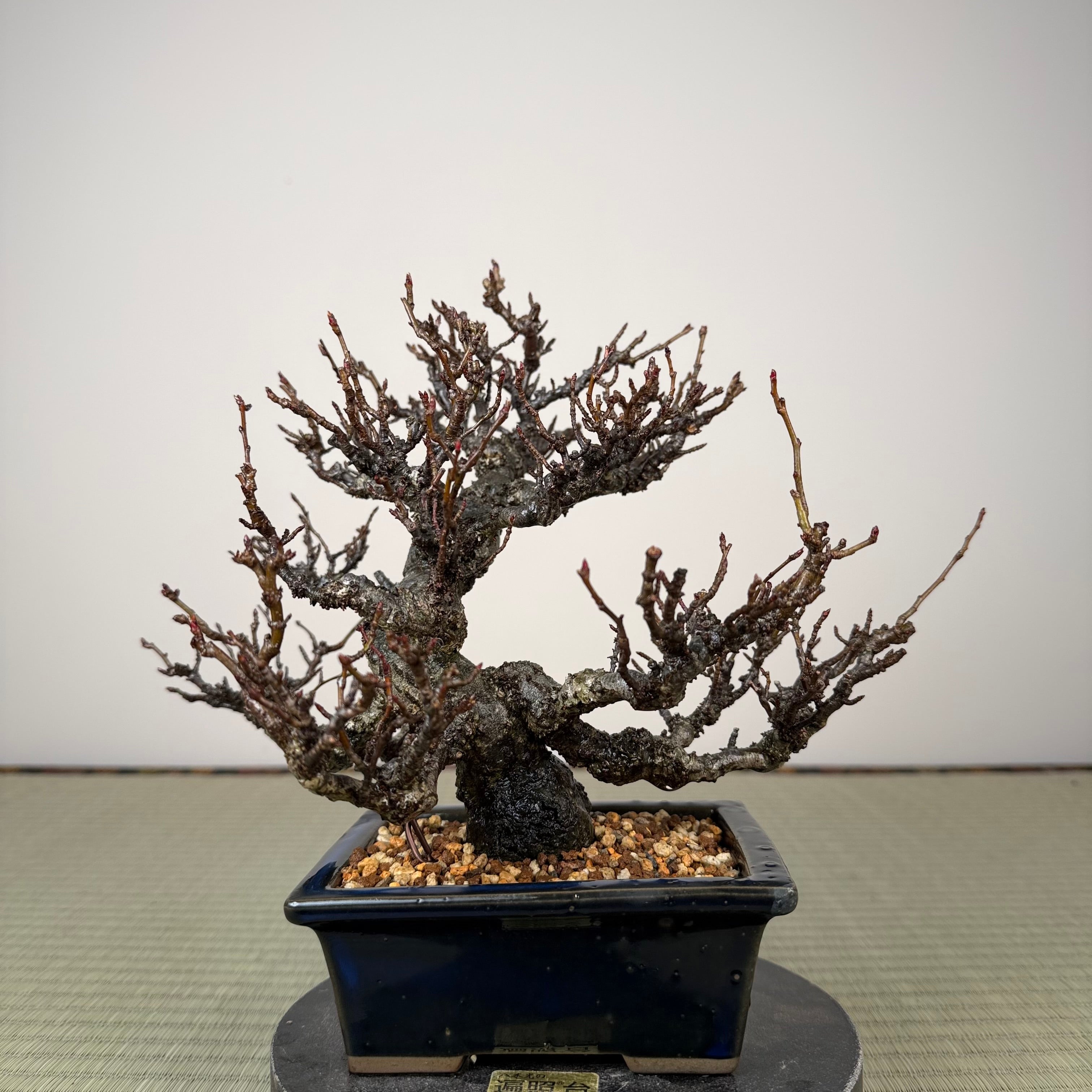 Ligustrum Arakawa *Voir note*