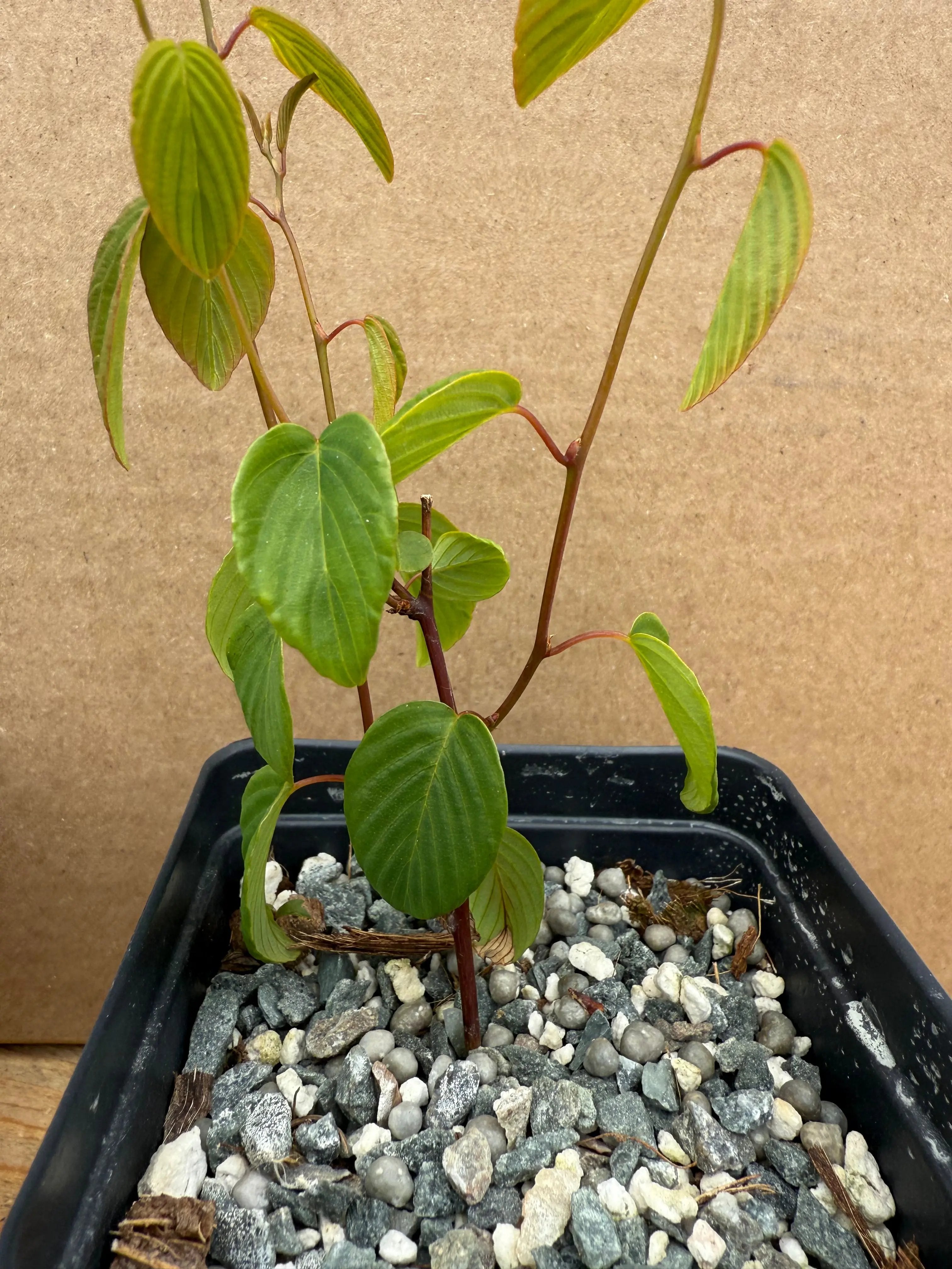 Berchemia racemosa (cuttings) Canada Bonsai