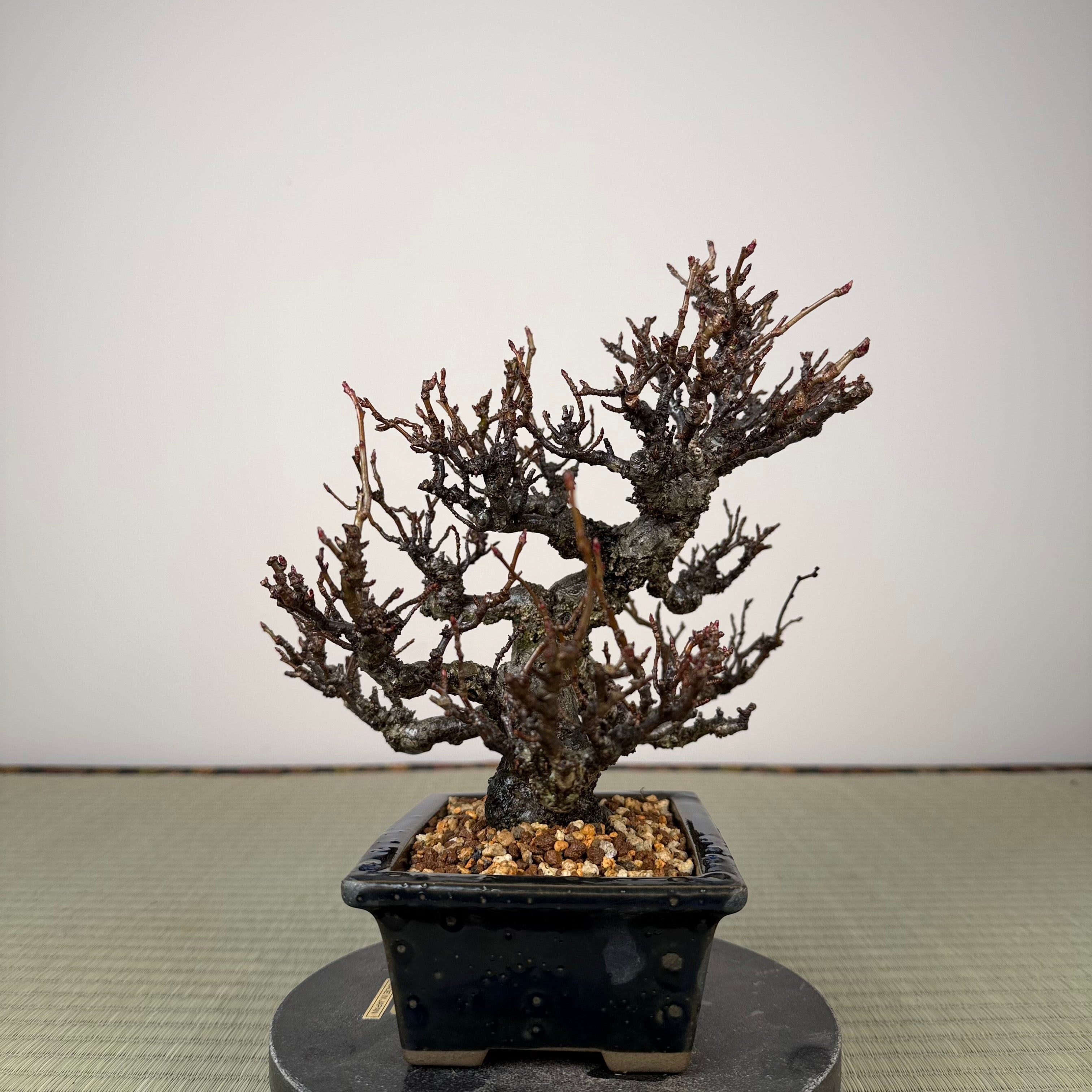 Ligustrum Arakawa *Voir note*