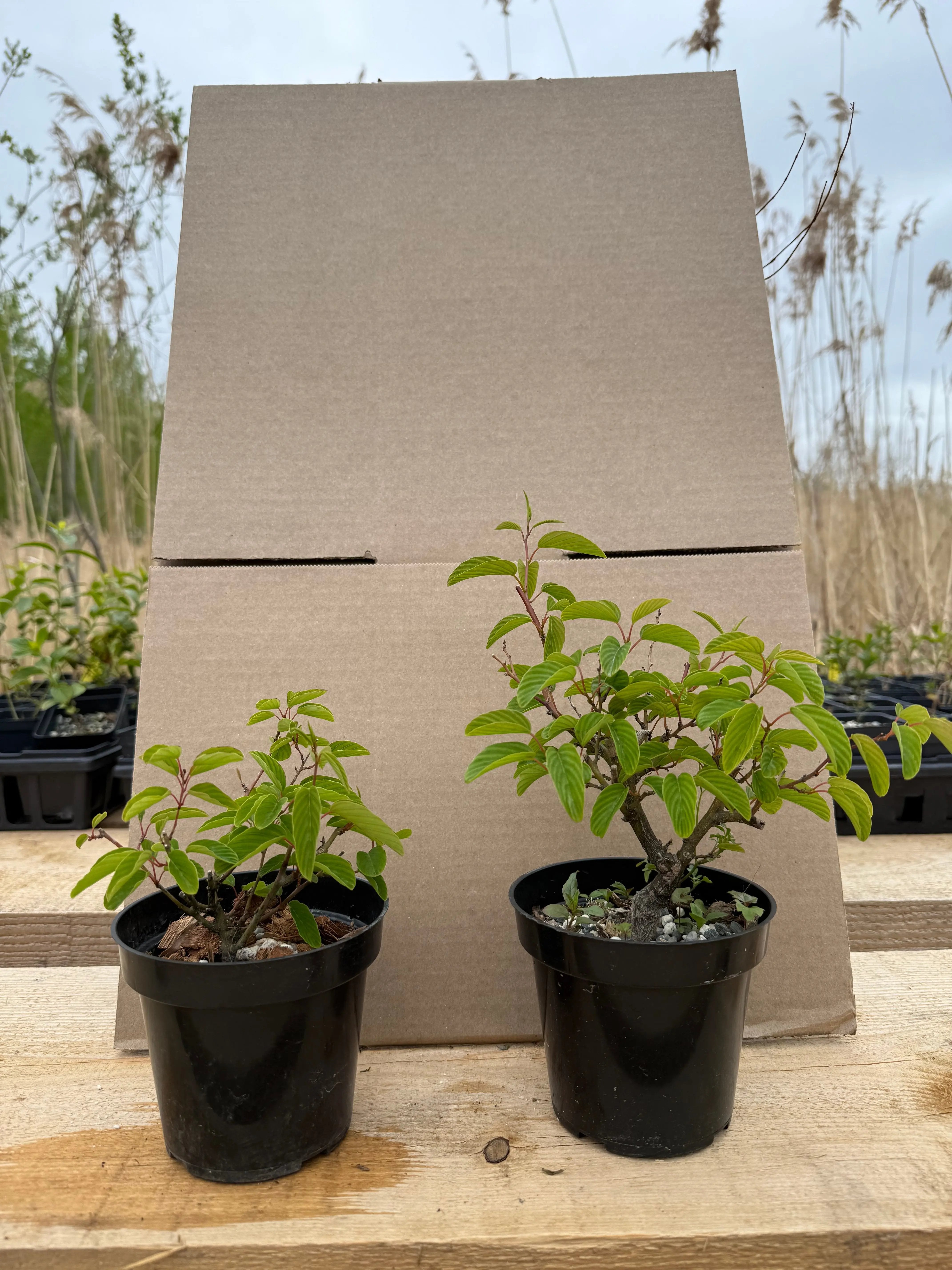 Berchemia racemosa Canada Bonsai