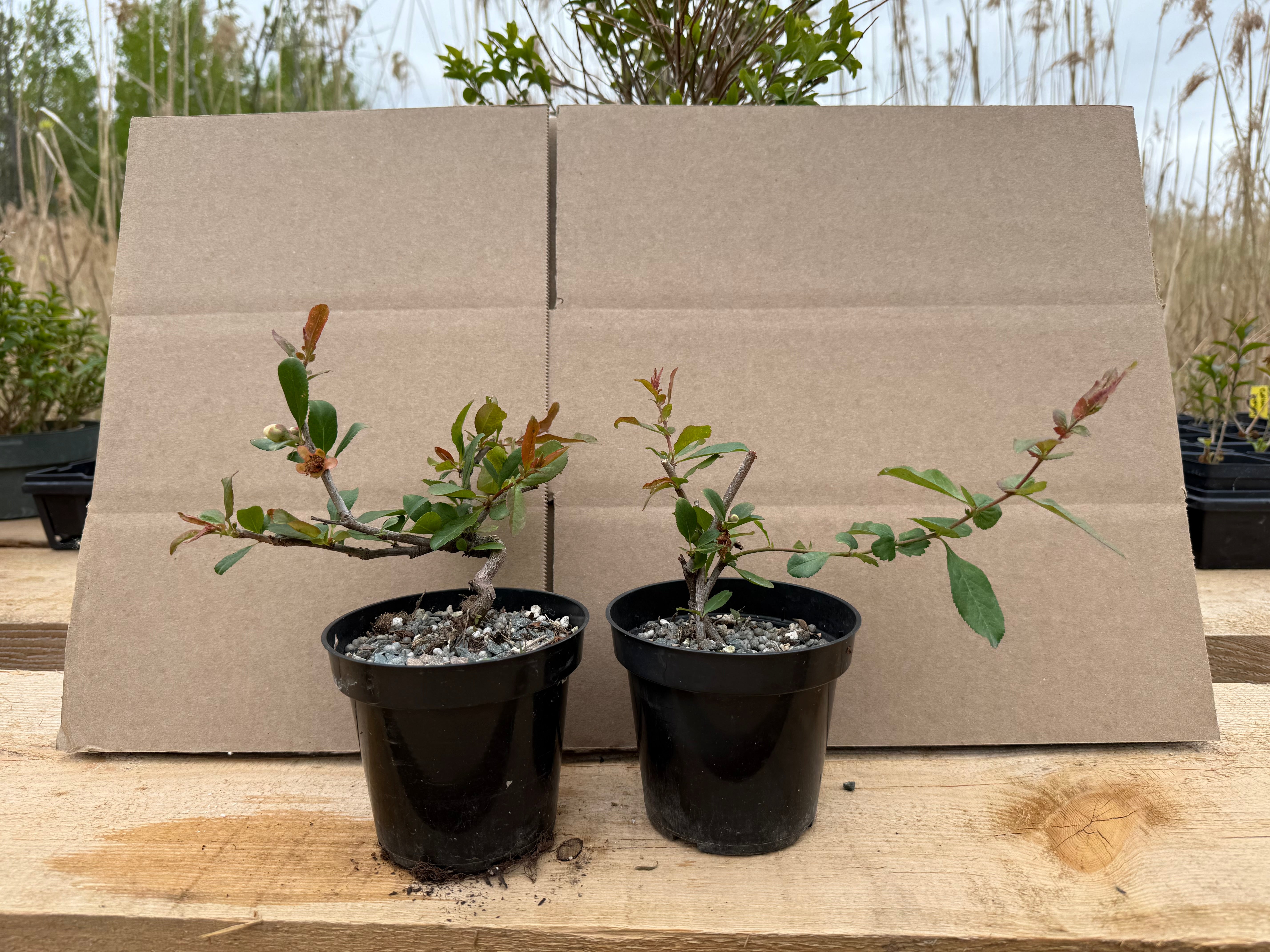 Chaenomeles japonica 'Toyo Nishiki'
