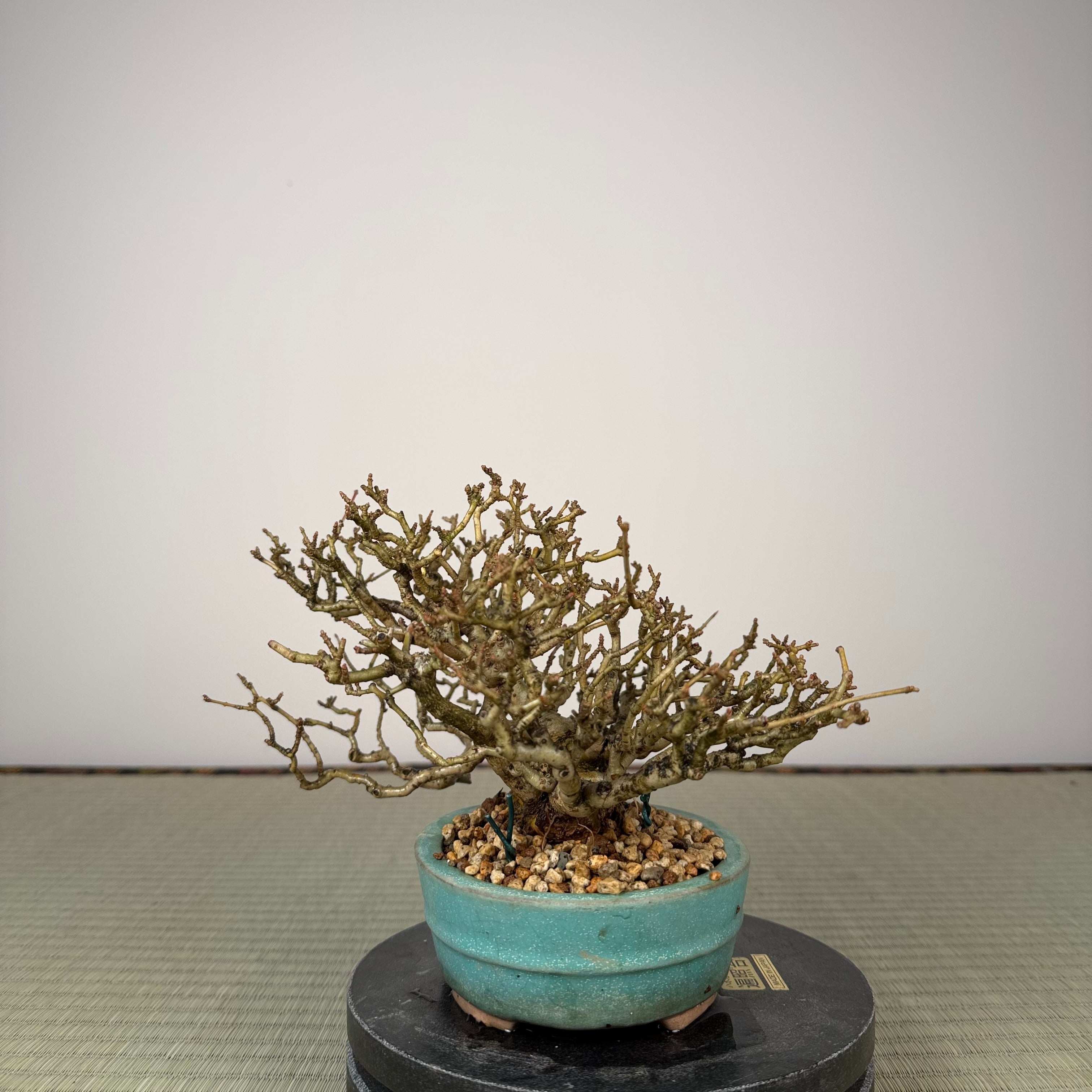 Ligustrum Arakawa *Voir note*