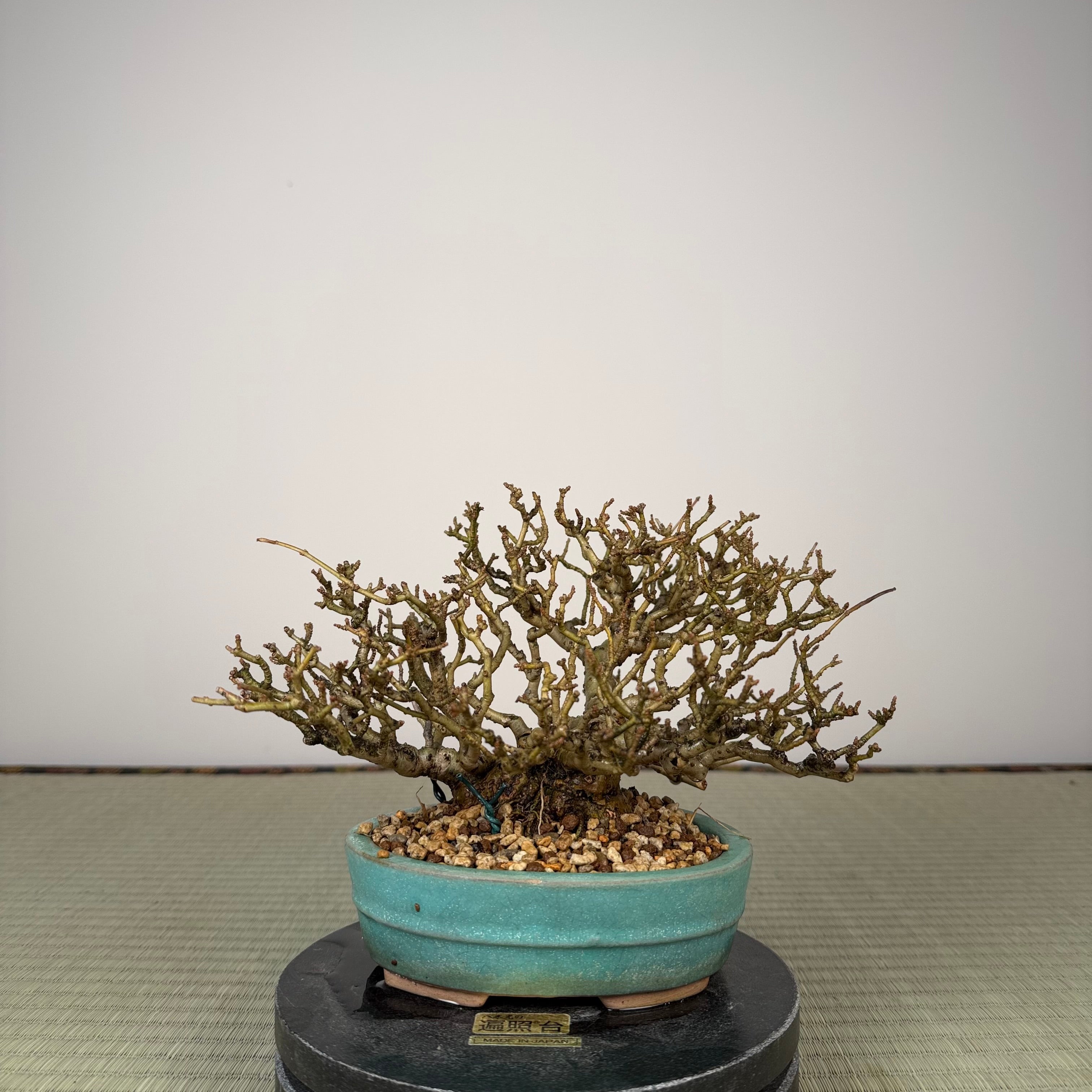 Ligustrum Arakawa *Voir note*