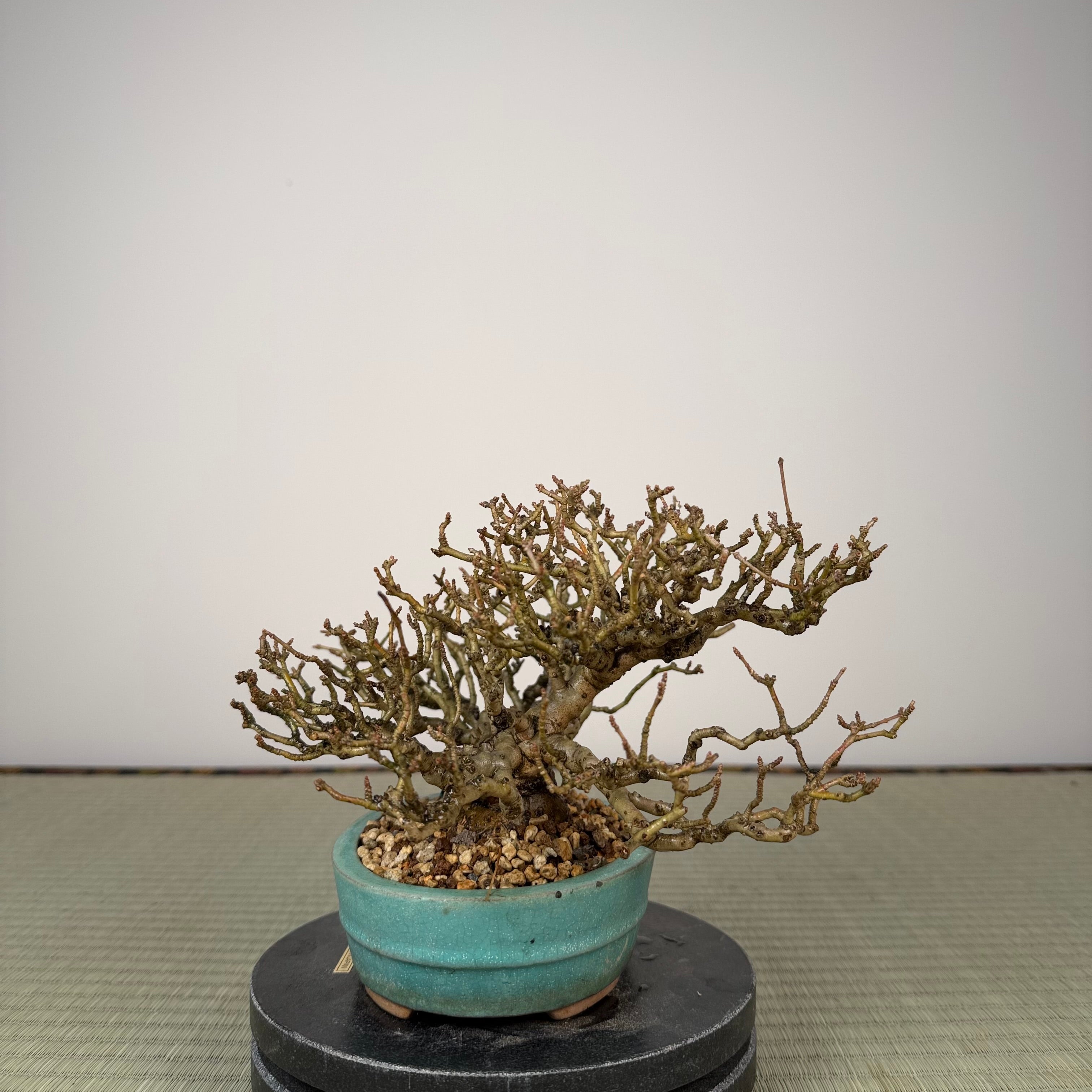 Ligustrum Arakawa *Voir note*