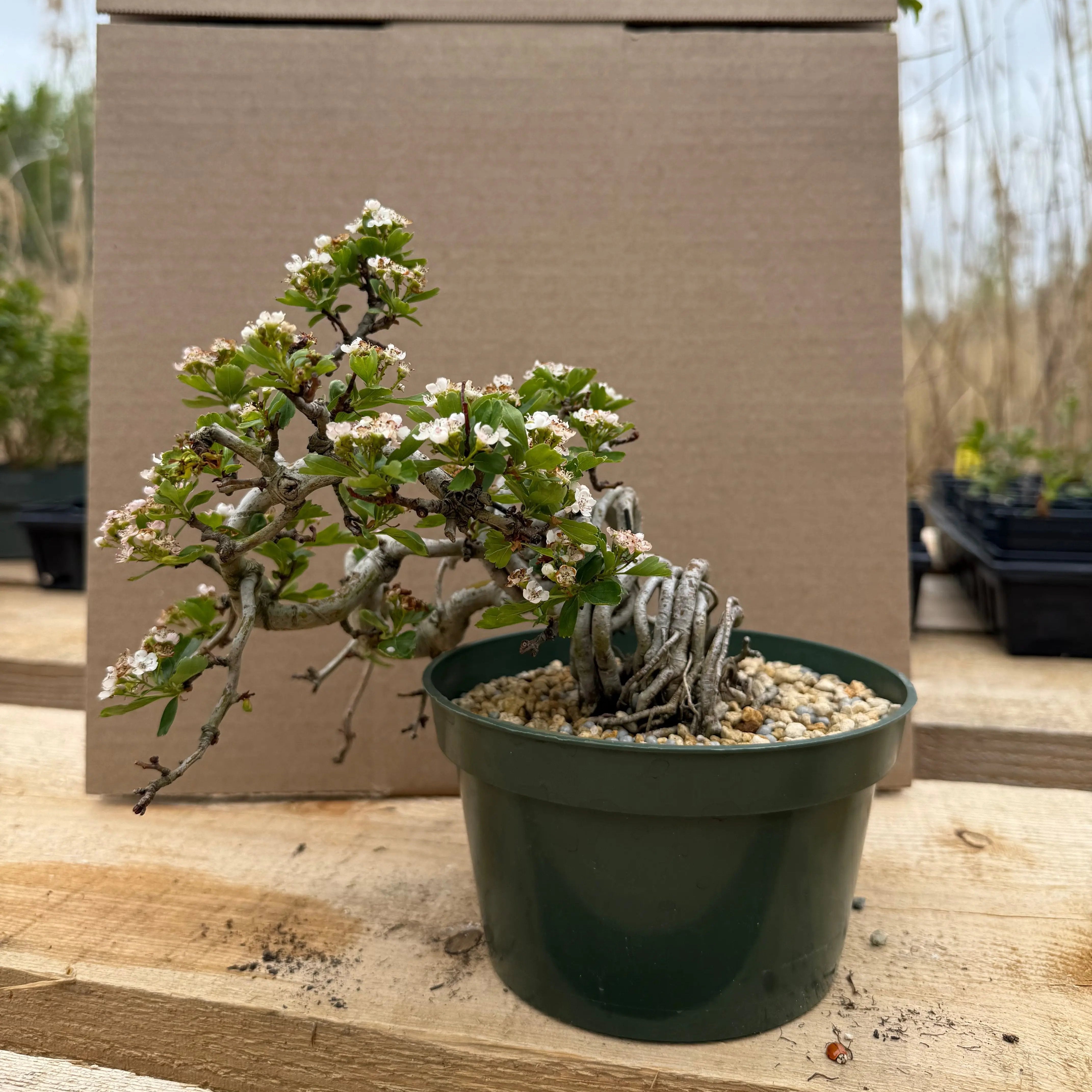 Crataegus cuneata 'Matsudaira' Canada Bonsai