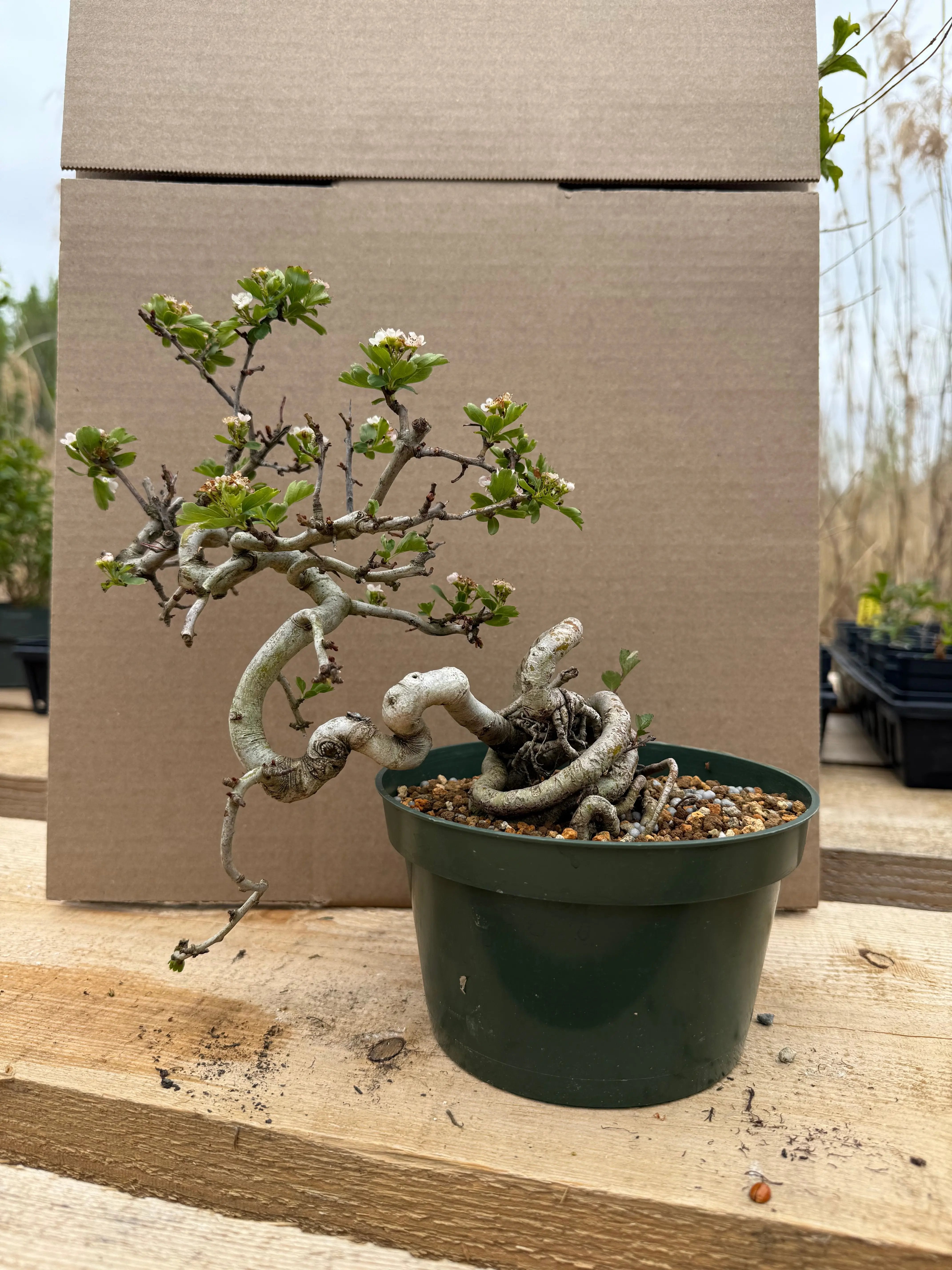 Crataegus cuneata 'Matsudaira' Canada Bonsai