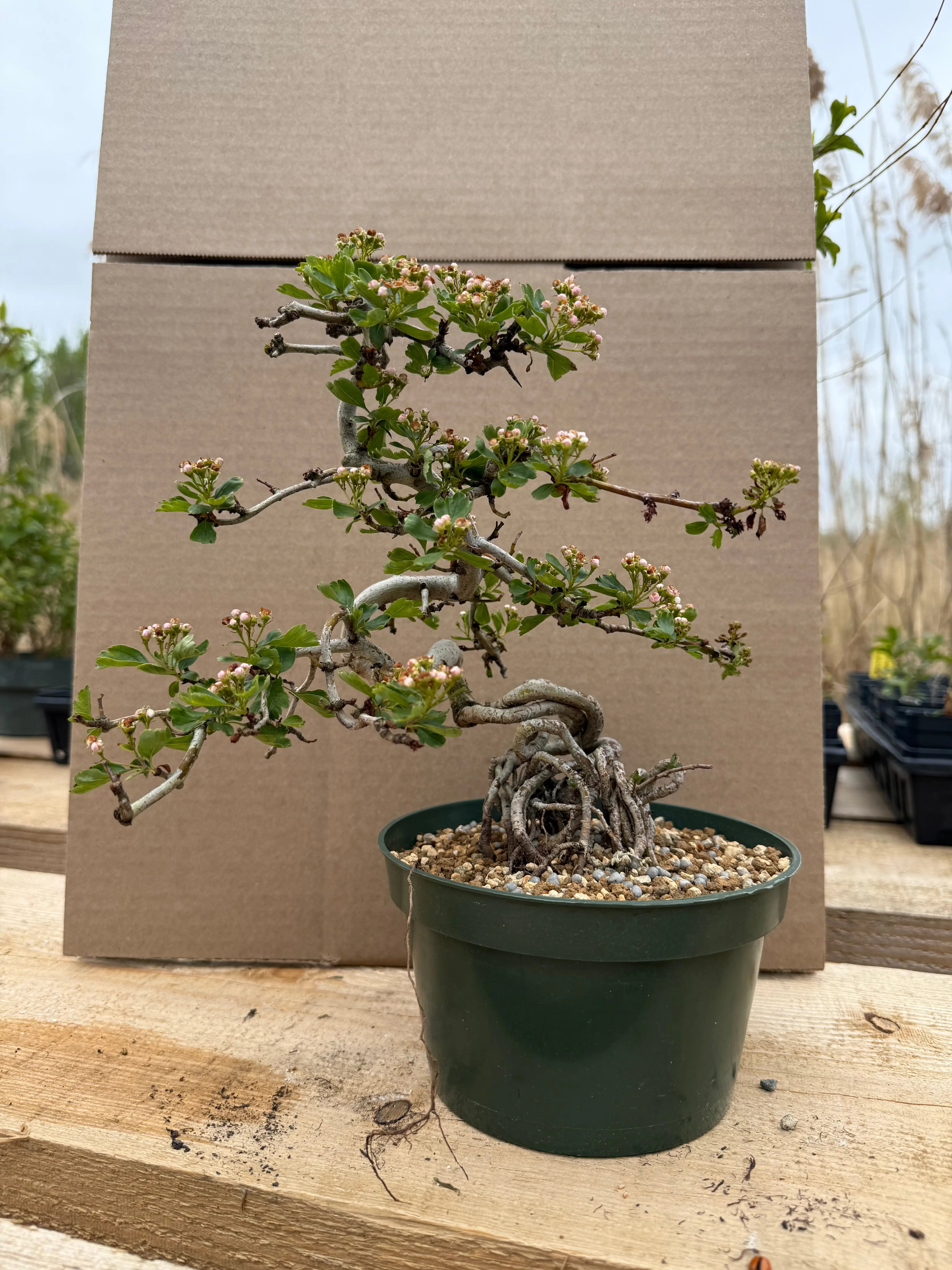 Crataegus cuneata 'Matsudaira' Canada Bonsai