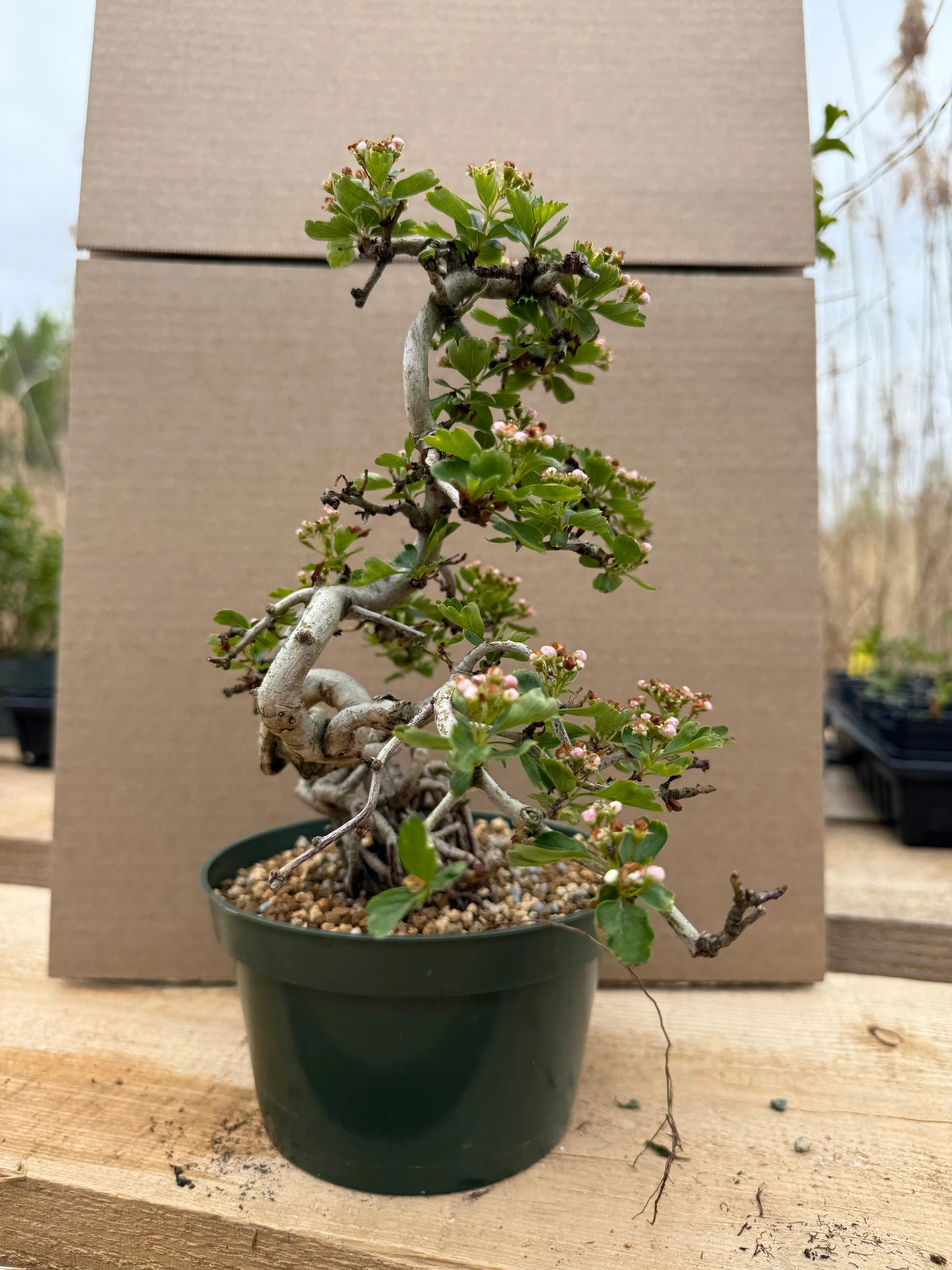 Crataegus cuneata 'Matsudaira' Canada Bonsai