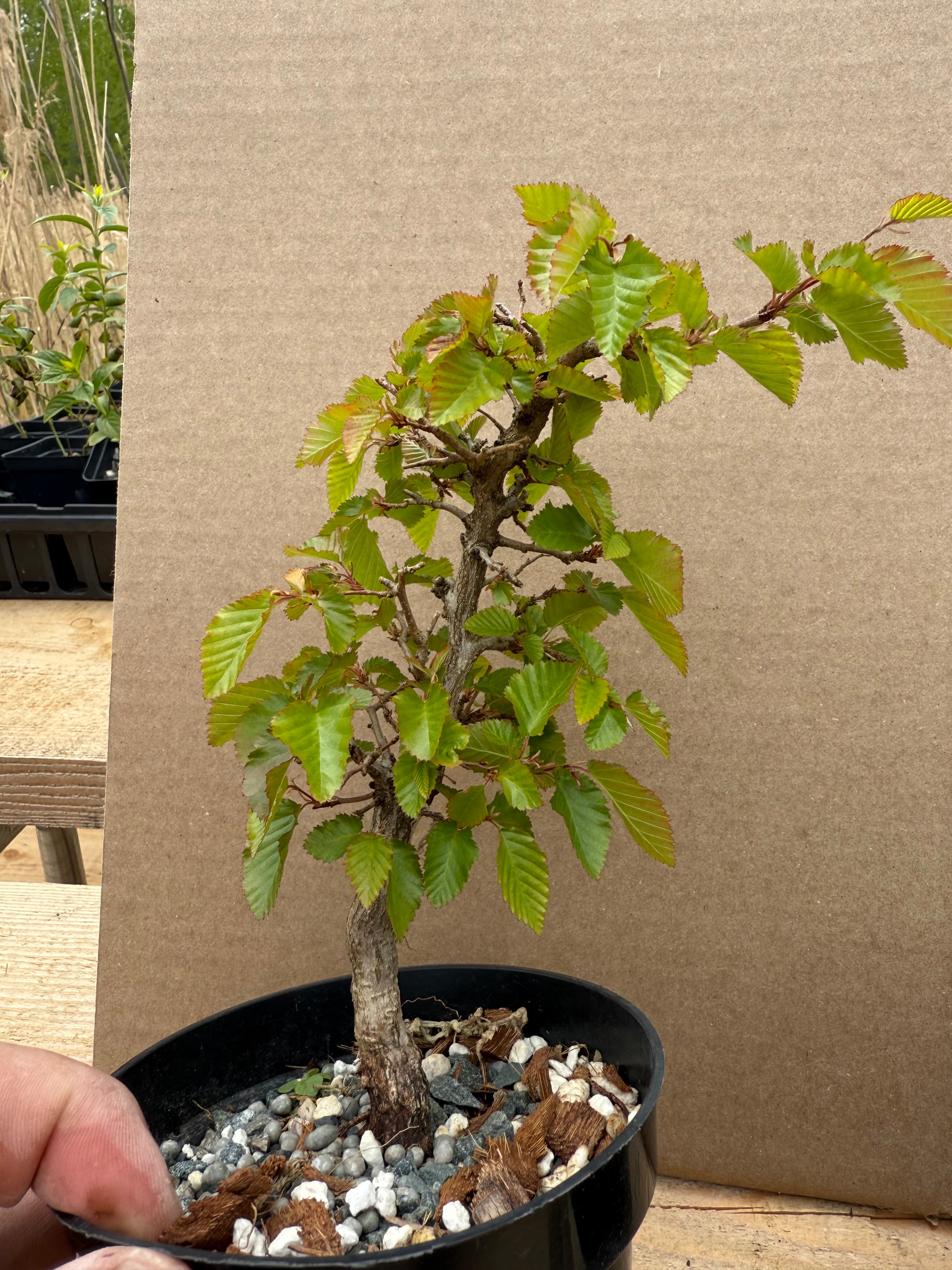 Carpinus turczaninowii