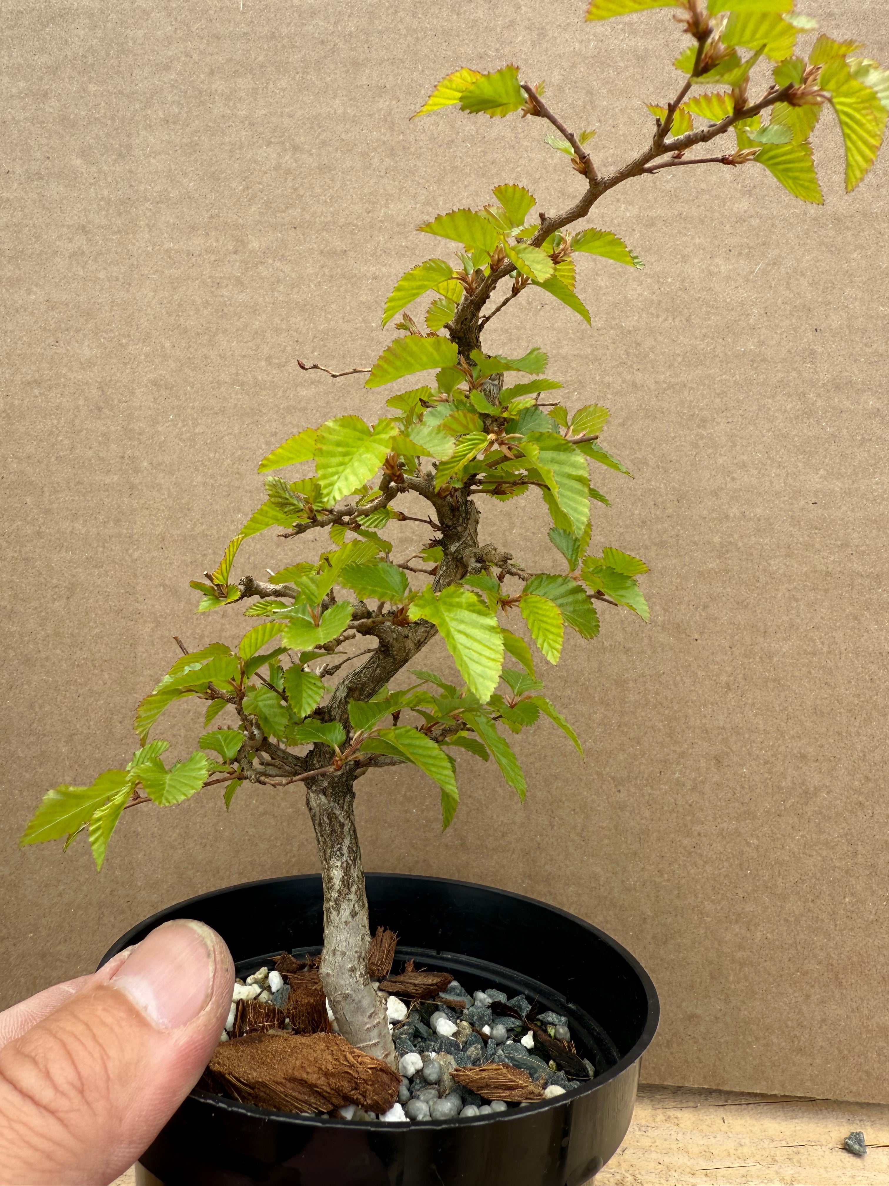 Carpinus turczaninowii