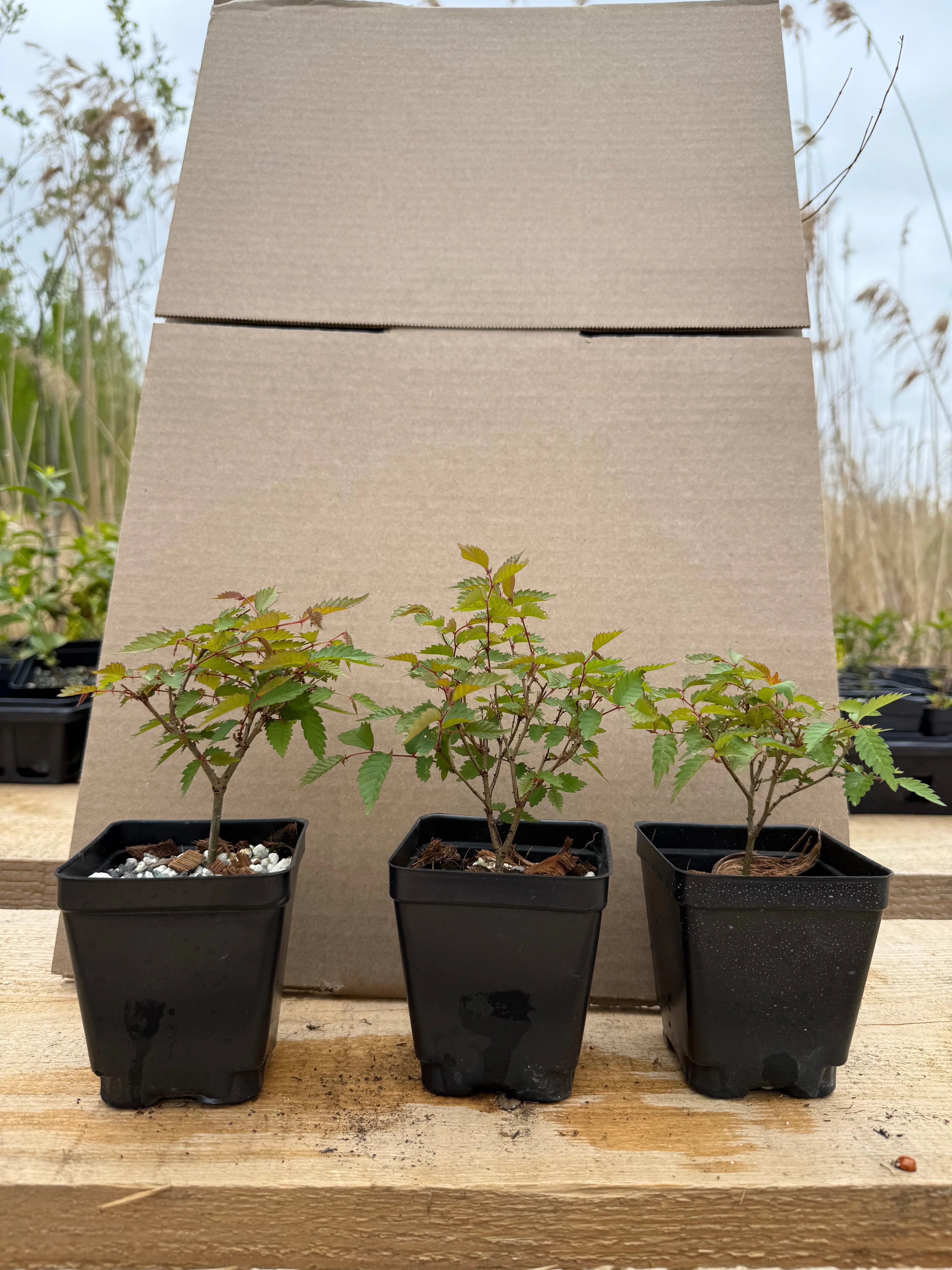 Zelkova serrata Canada Bonsai